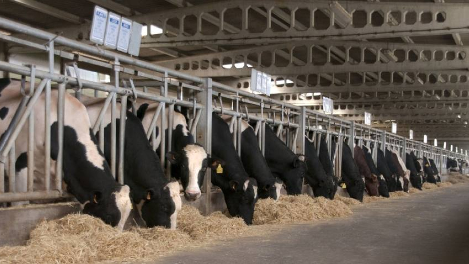 Un ganadero de Valladolid denuncia su indefensión ante una industria que baja precios mientras sus costes de producción no paran de subir: 