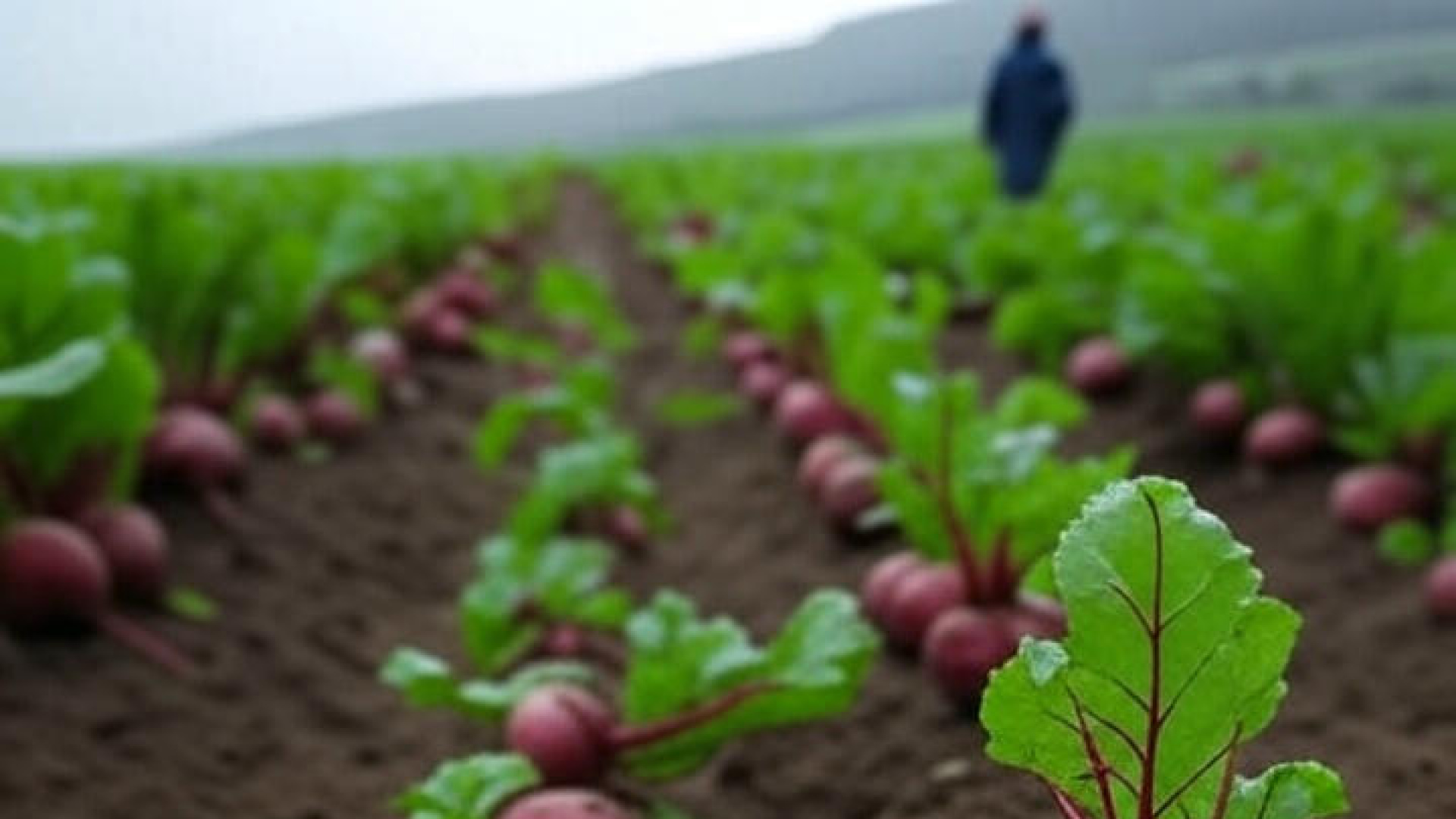 La remolacha recupera la ilusión y rentabilidad en el campo de Castilla y León