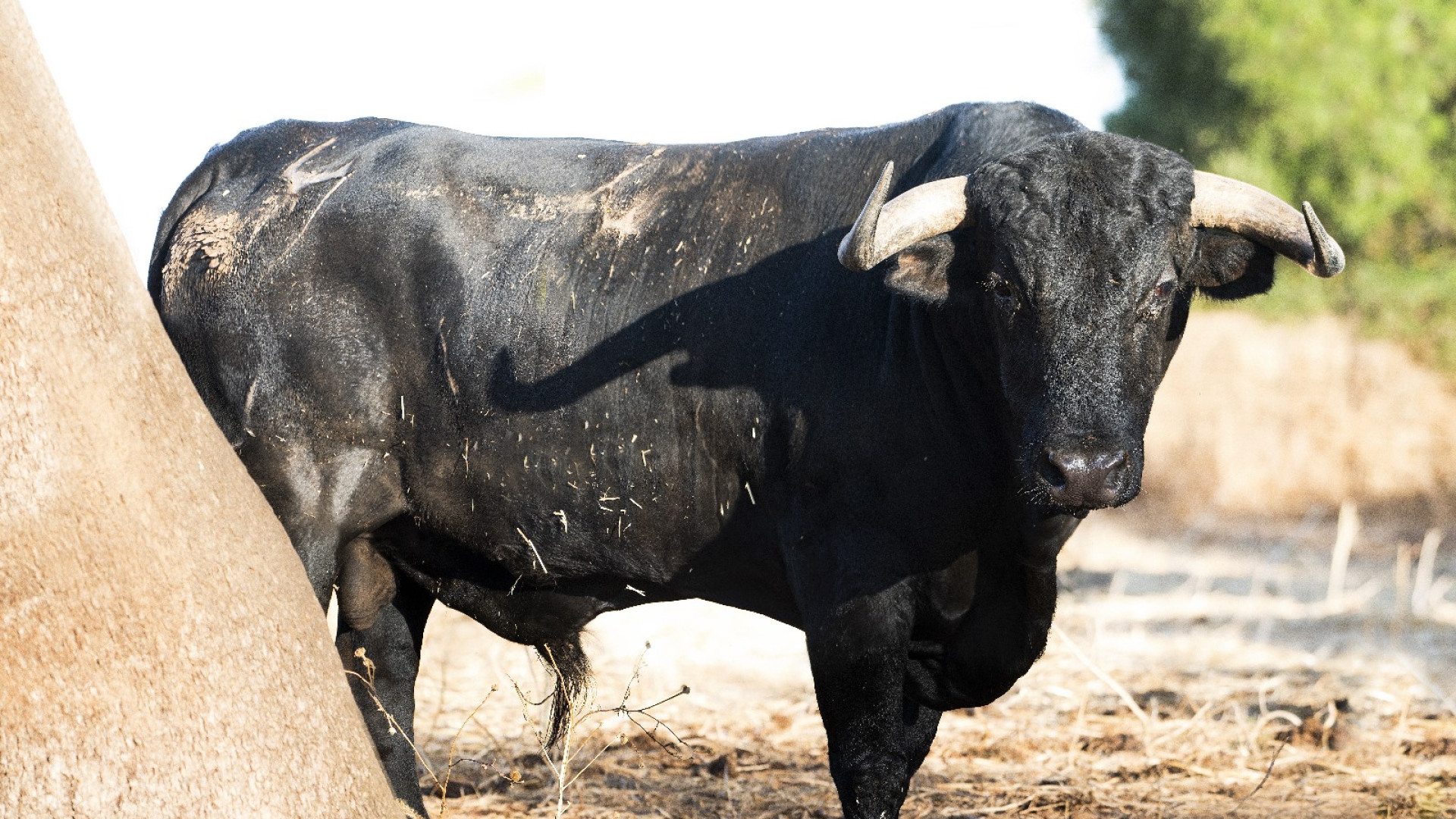 Los toros de Cuadri y Adolfo Martín para la final a 3 de la Copa Chenel
