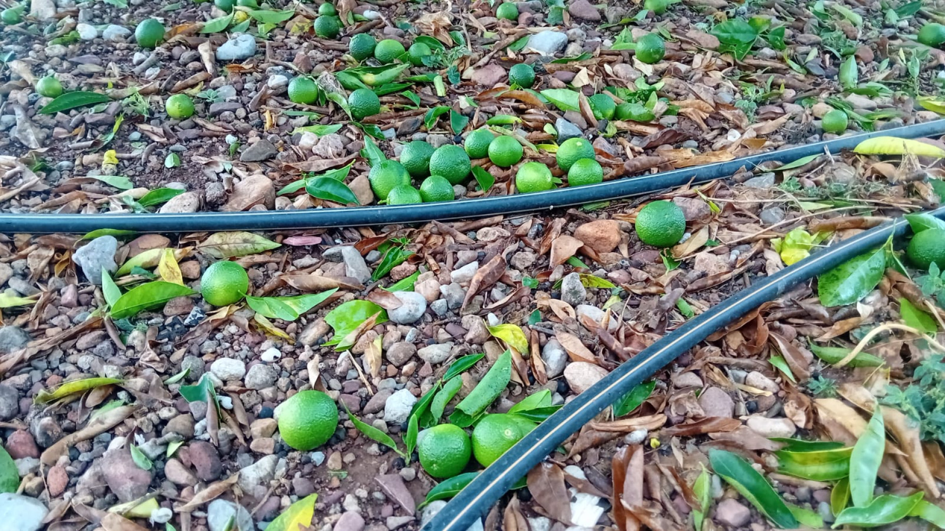 Cuatro meses después de una intensa granizada el Gobierno no aprueba la zona catastrófica en Castellón: "Se ha quedado en agua de borraja"