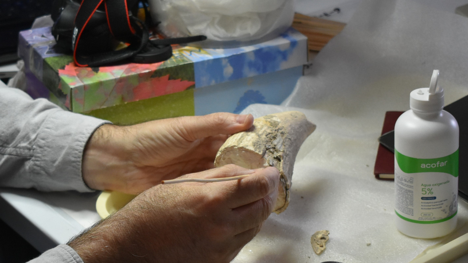 Hallan en Valencina, Sevilla, un diente de cachalote de 5.000 años que revela sorprendentes vínculos con el mar en la Edad del Cobre