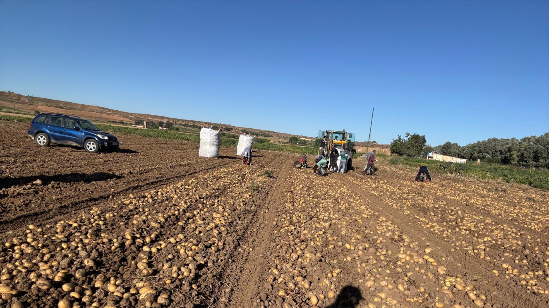 Un empresario de Castilla y León que contrata a temporeros: “No había gente para el campo”