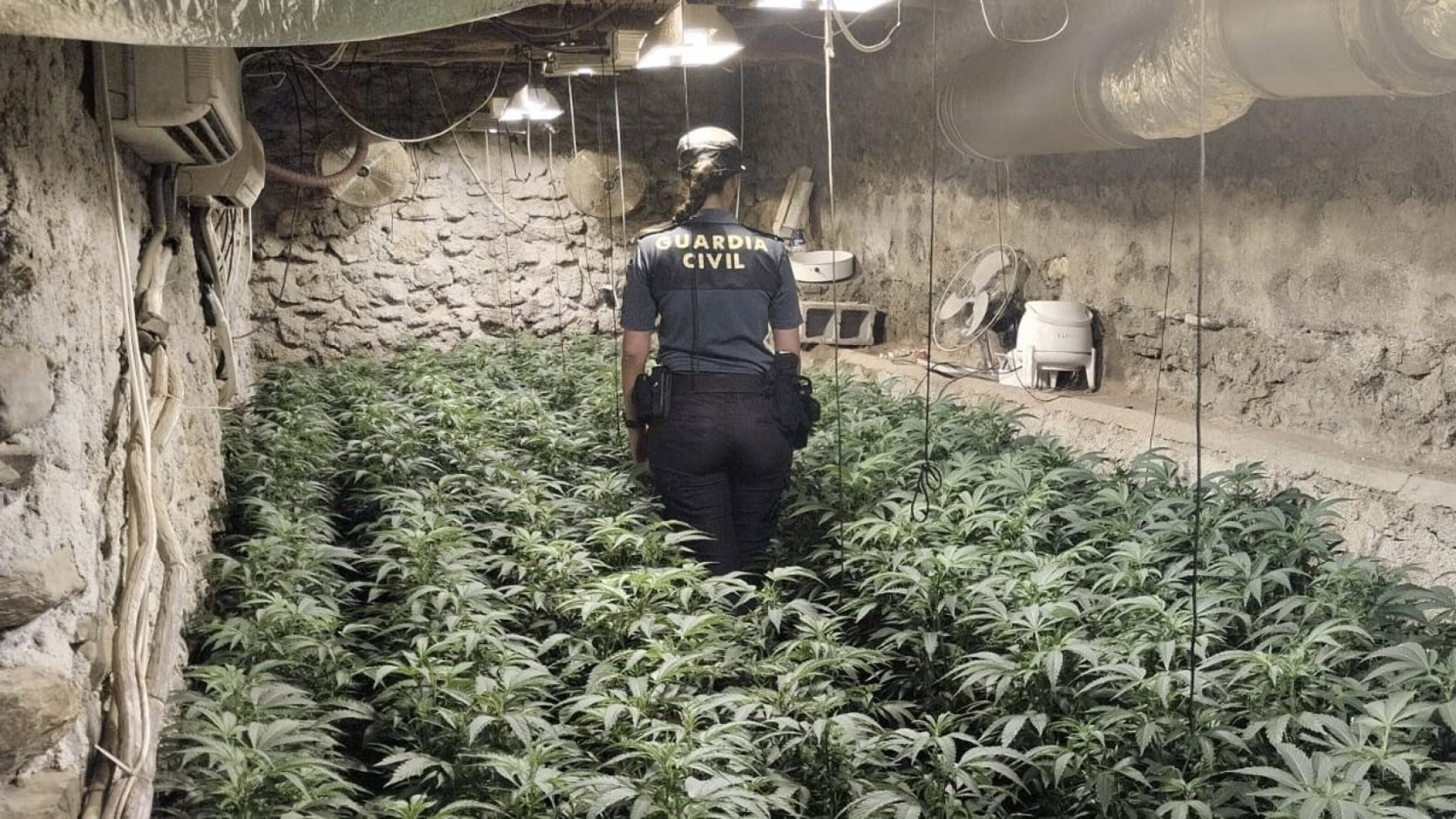 Detenido el propietario de una plantación de marihuana en Lújar