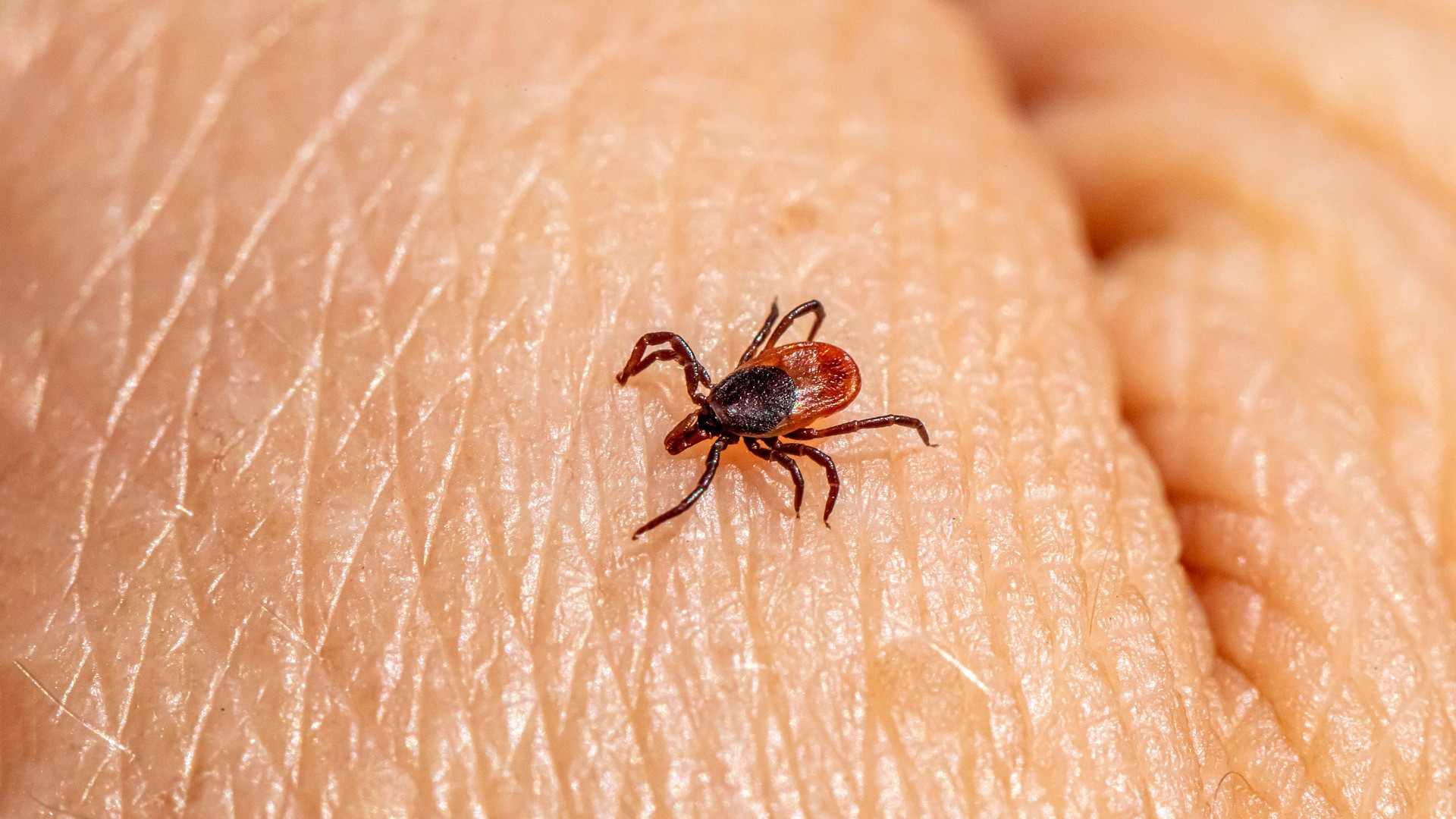 Picadura de garrapata: cómo tienes que actuar y cuáles son los riesgos o infecciones que pueden transmitir
