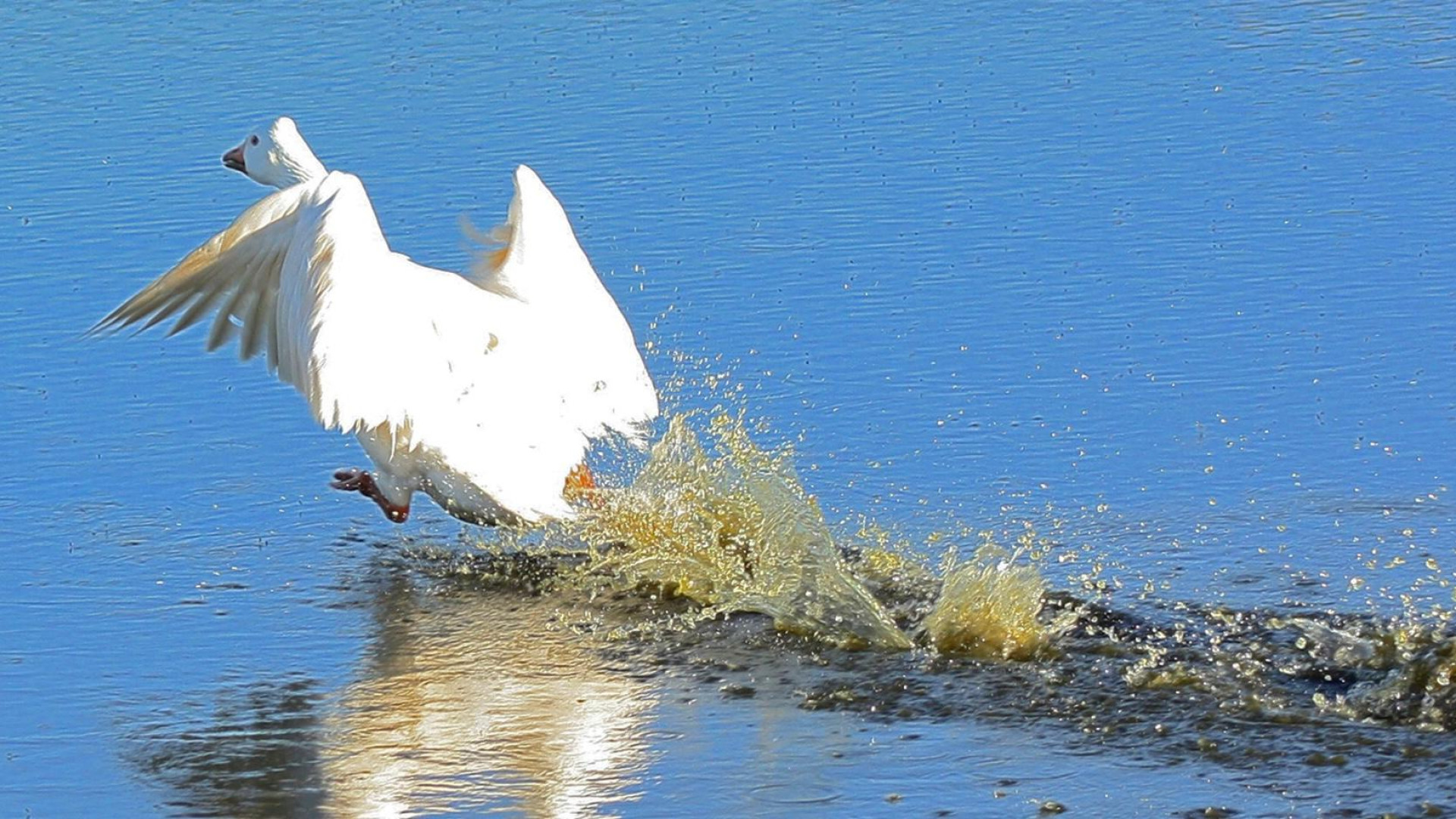 SEO Birdlife advierte: "las aves más jóvenes pueden sufrir en Badajoz"