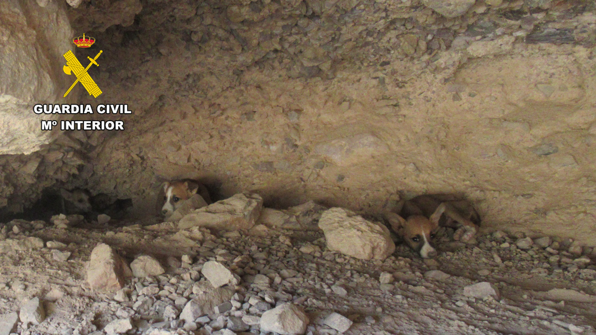 Rescatan a tres cachorros de galgo desnutridos, ocultos en una cueva en Santomera