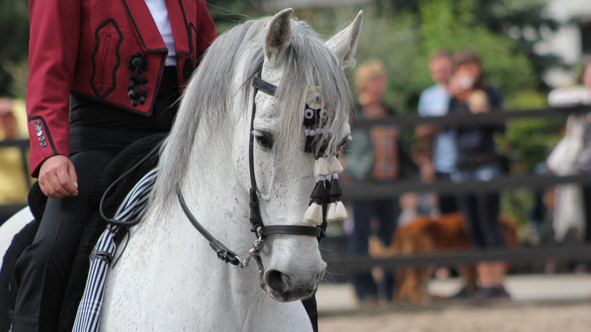 Andújar presenta la XXI edición de ANDUCAB, referente nacional del caballo Pura Raza Española