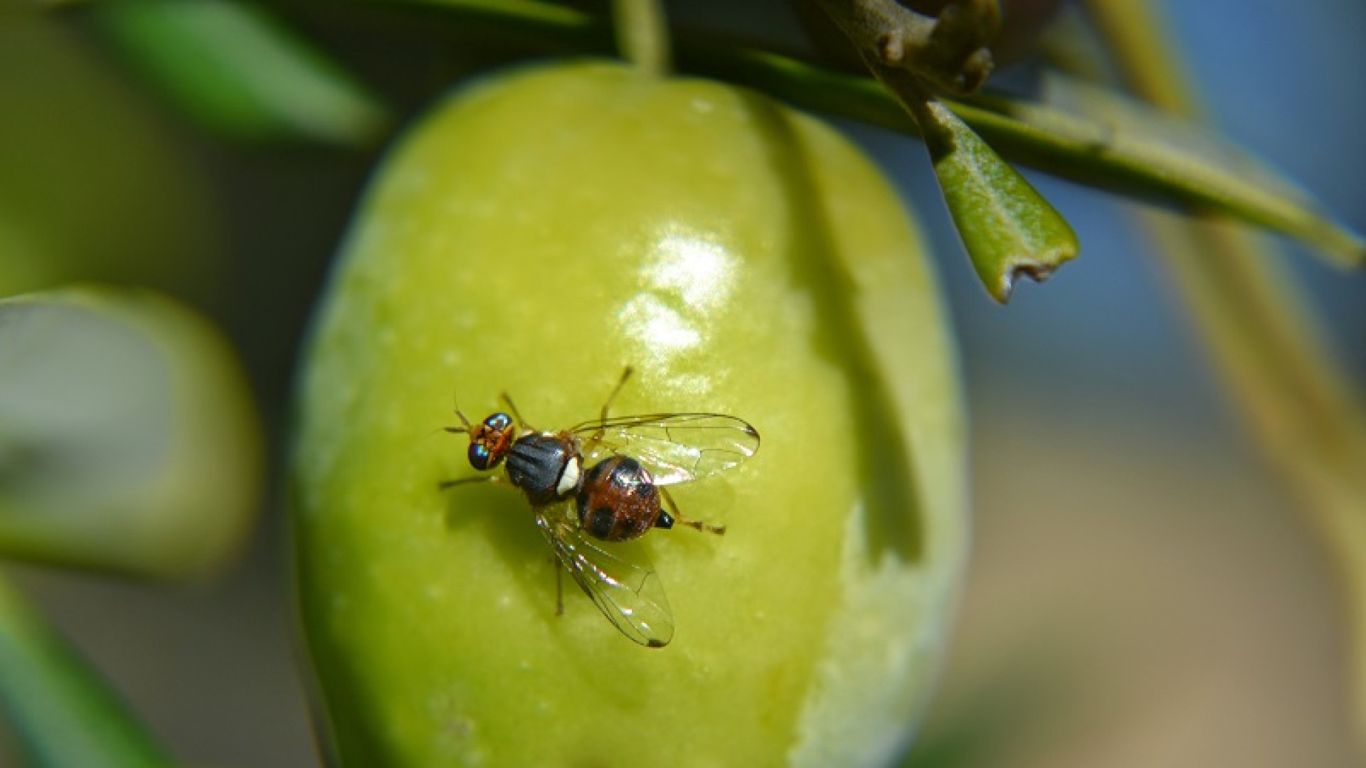 Drones contra la mosca del olivo: Sierra Mágina innova en la lucha por un aceite de máxima calidad