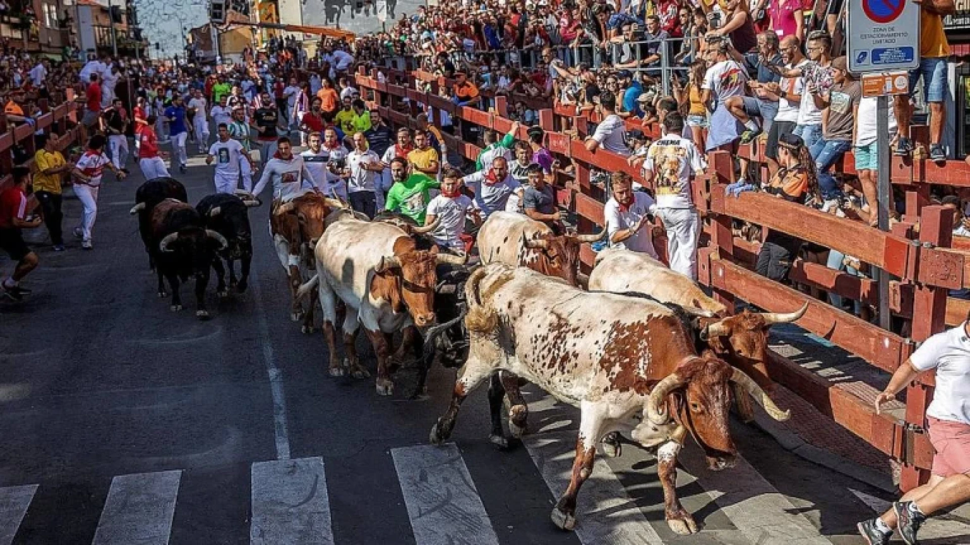 Los encierros de San Sebastián de los Reyes cumplen 500 años con novedades
