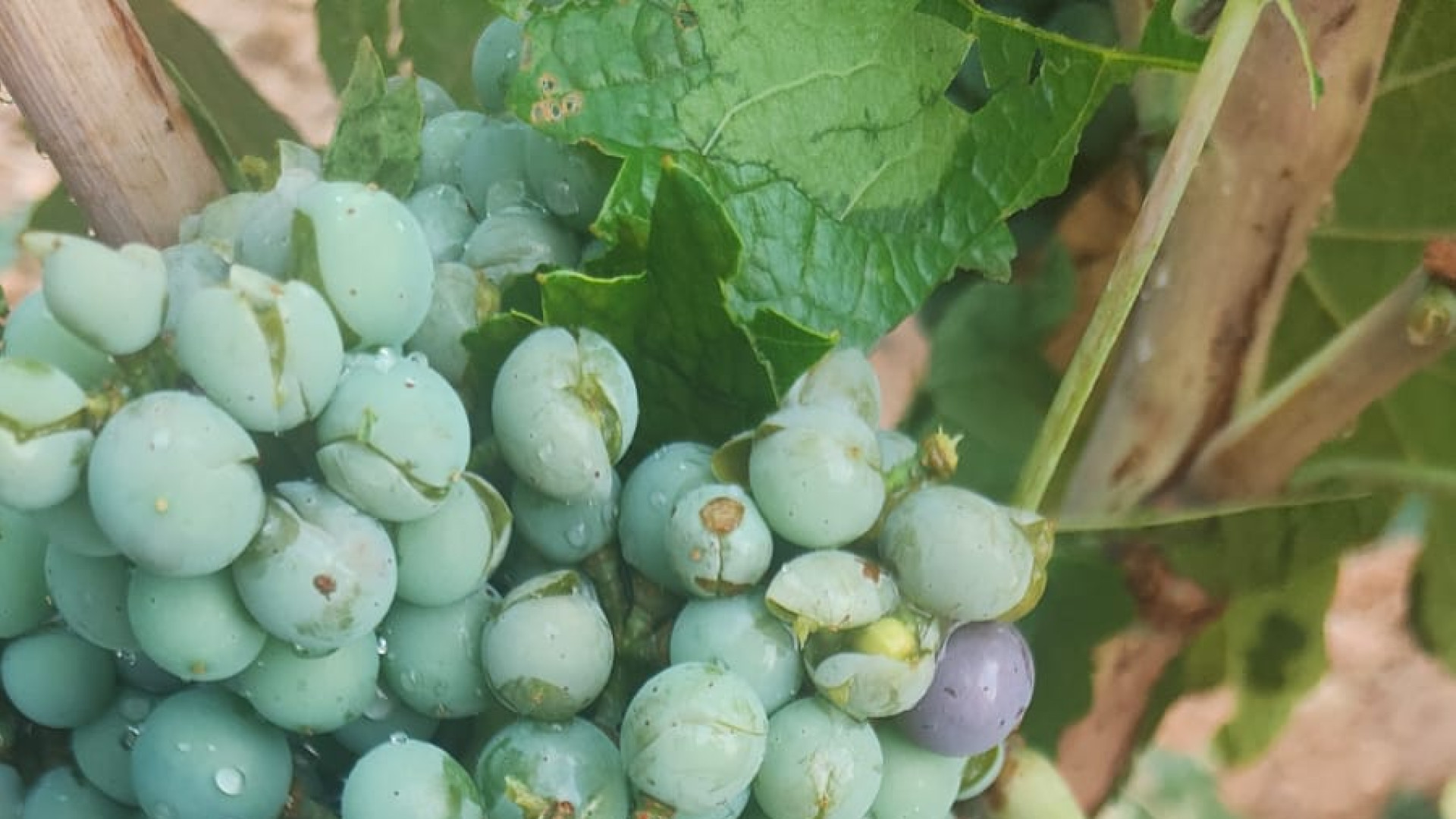 Estas son las zonas más afectadas por las lluvias en la provincia de Albacete y la cantidad de litros caídos en cada una