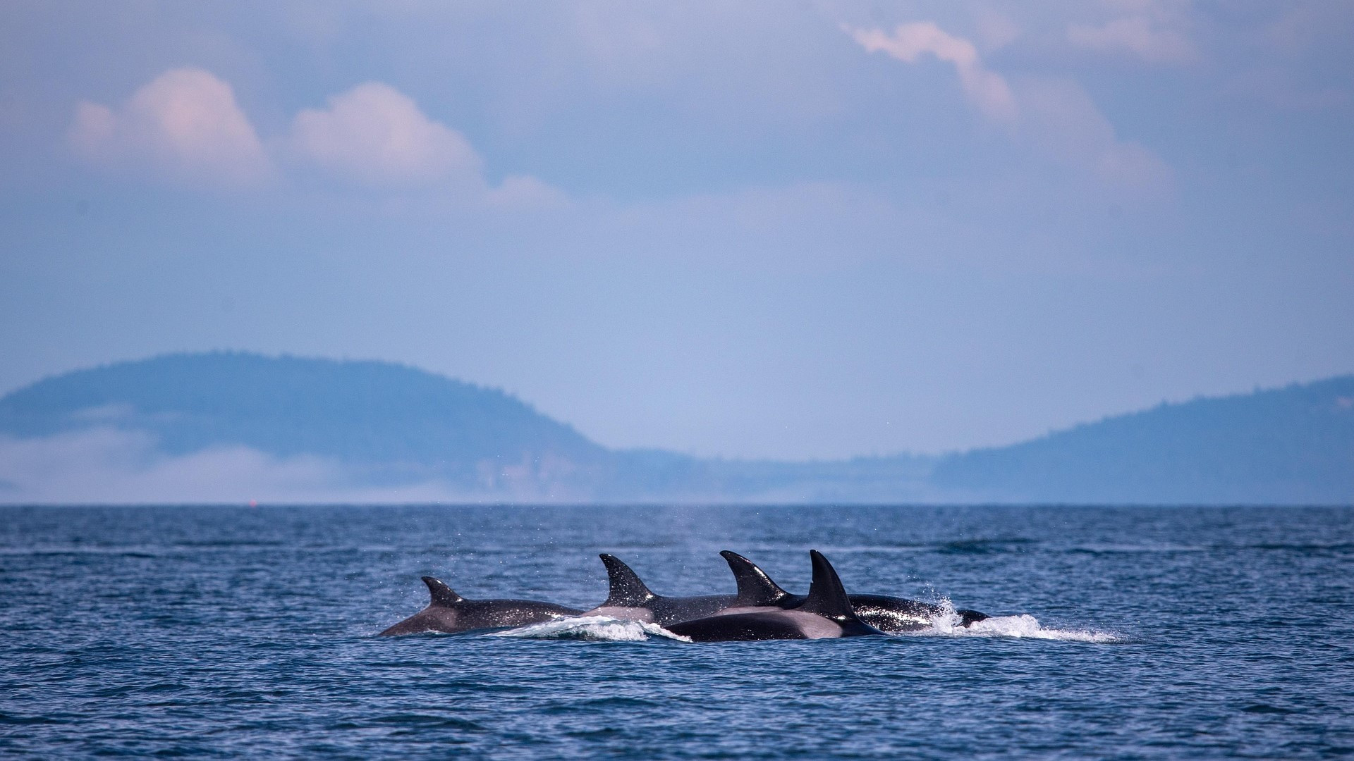 Susto en la costa de Asturias: un grupo de orcas ataca un velero frente a Llanes y obliga a Salvamento Marítimo a actuar