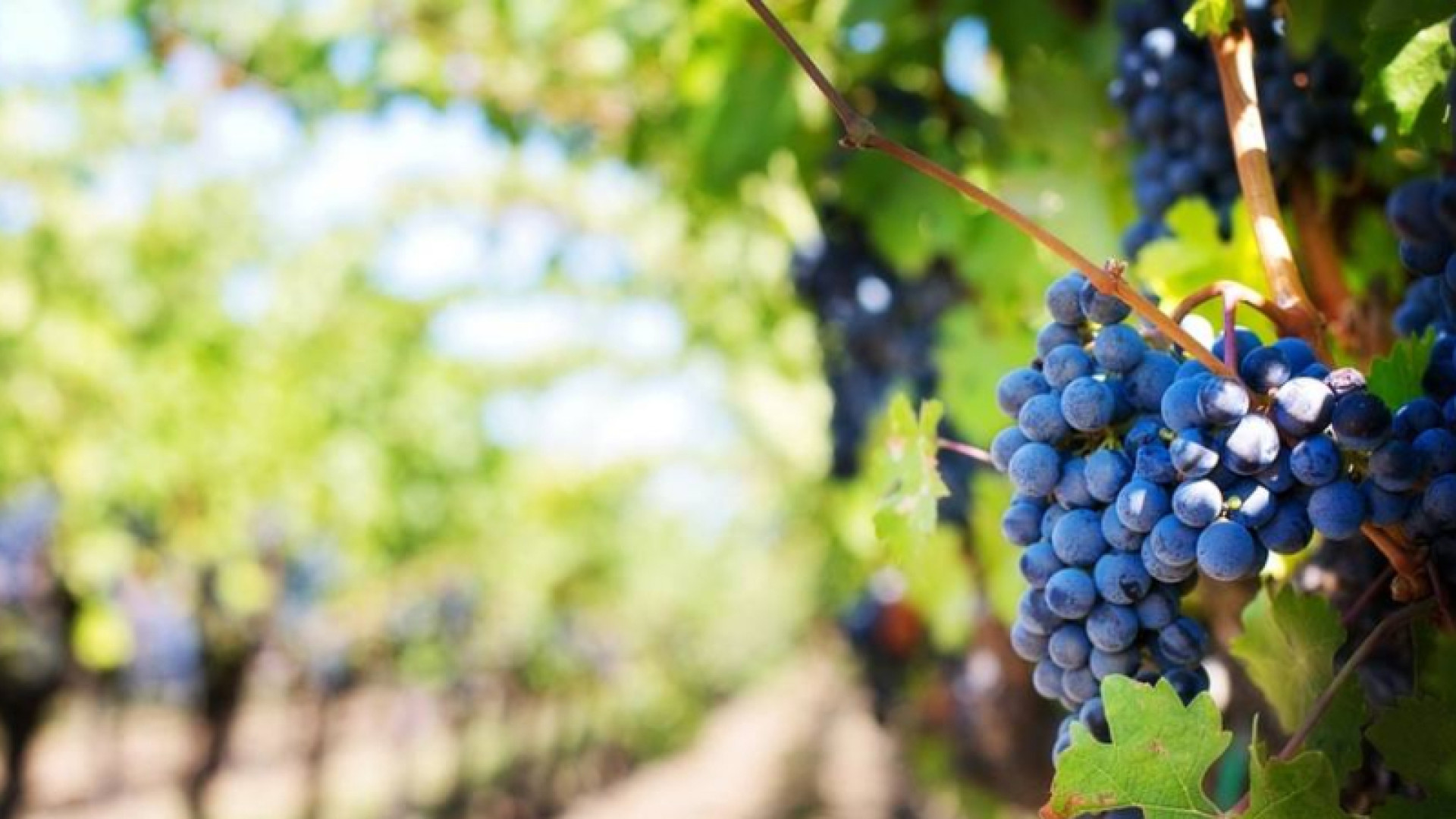 La DOCa Rioja aprueba las nuevas reglas para la vendimia de 2026 con la vista puesta en la calidad: Rendimiento del 90% en tinta y 100% en blancas