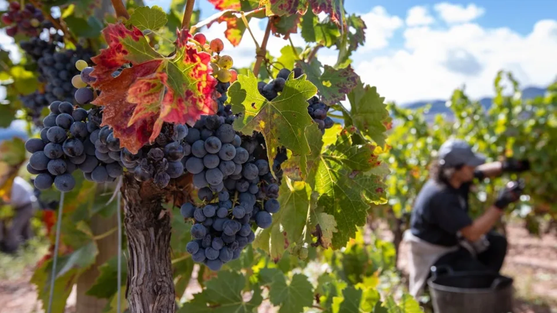 El sector del vino importa talento de Ghana e Hispanoamérica para repoblar la España vaciada: 