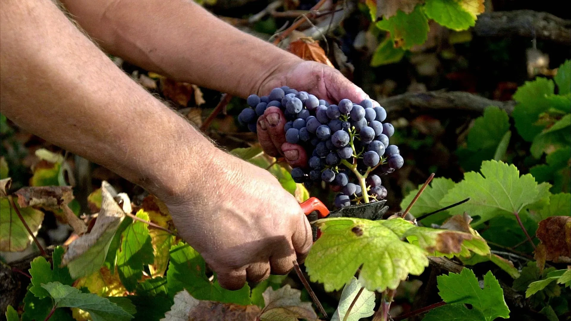Vendimia 2025 en Rioja: ¿Qué confirman los indicadores de maduración de la UVA?