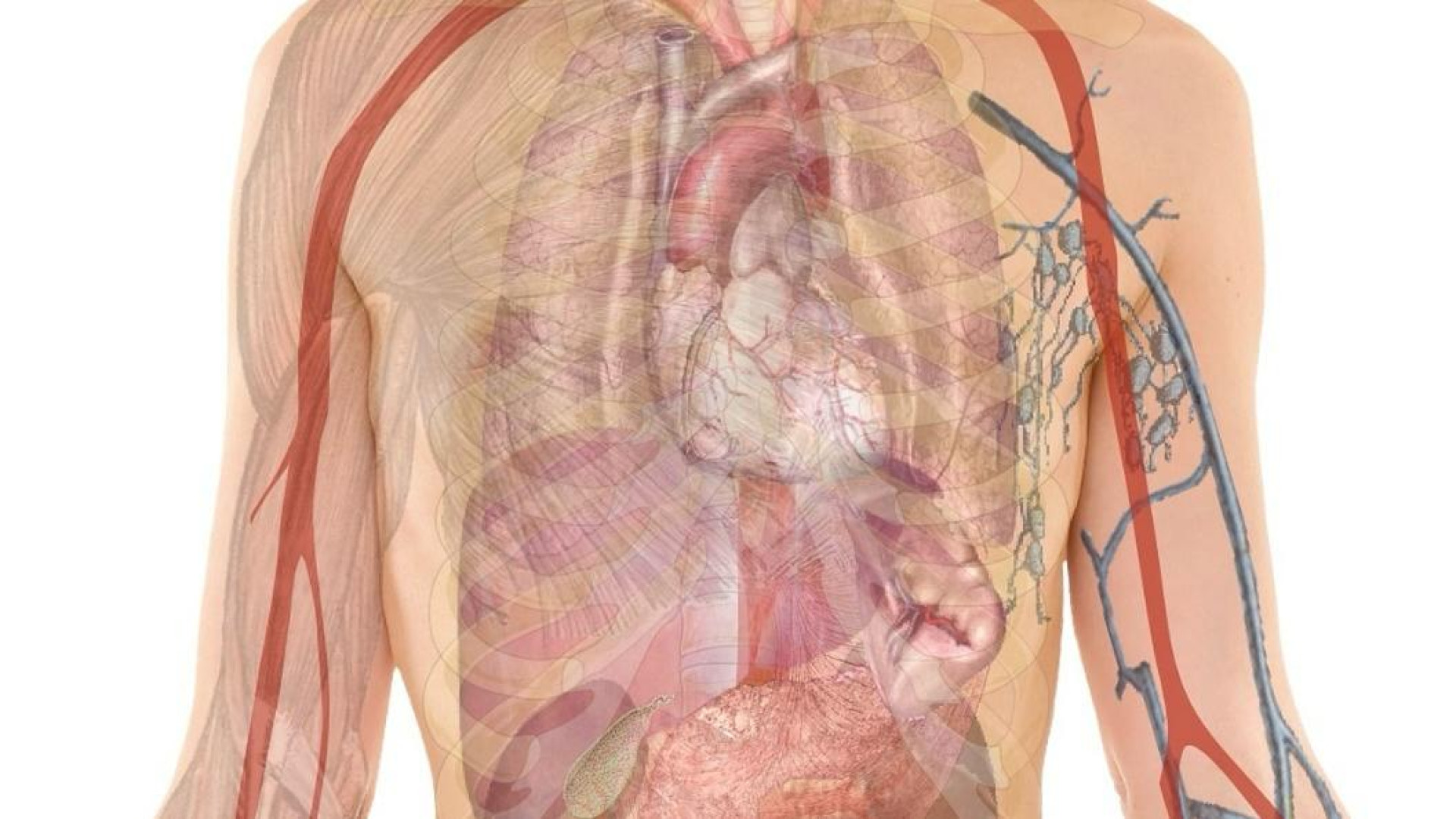 Investigadores de Córdoba descubren un mecanismo celular clave que abre nuevas vías contra el cáncer de pulmón