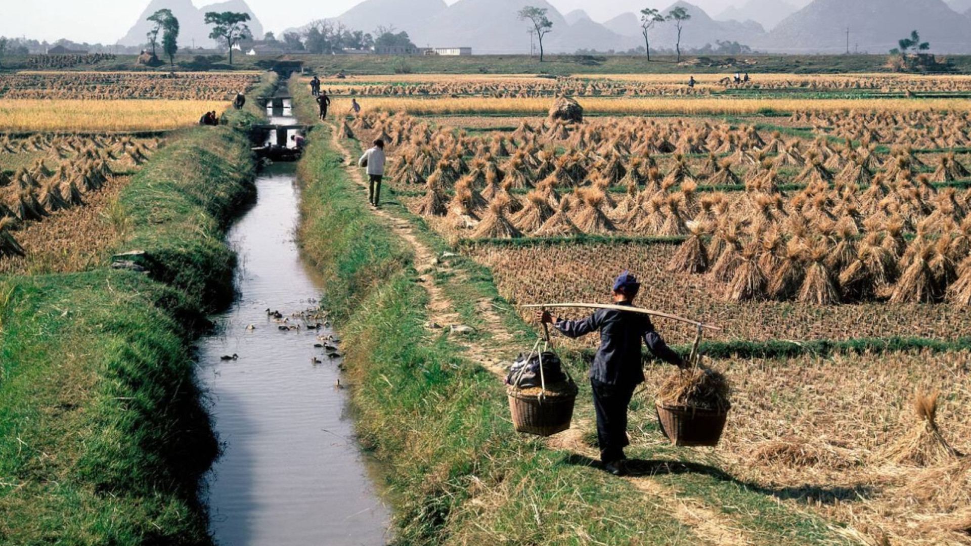 China revoluciona la agricultura: así es el arroz que crece en agua salada y puede cambiar el mundo