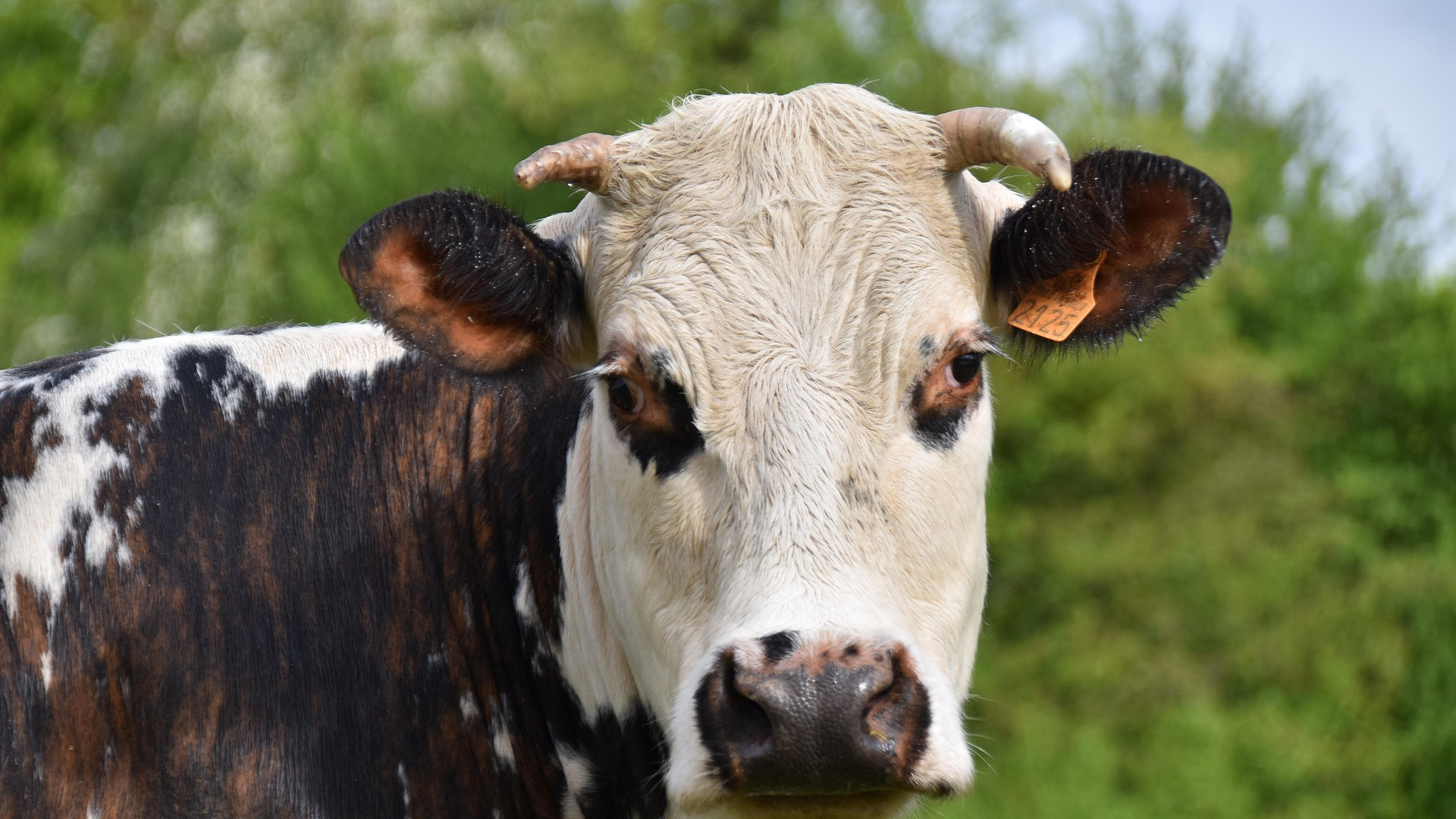 De las vacas al fin de la viruela: la historia del médico que inventó la primera vacuna