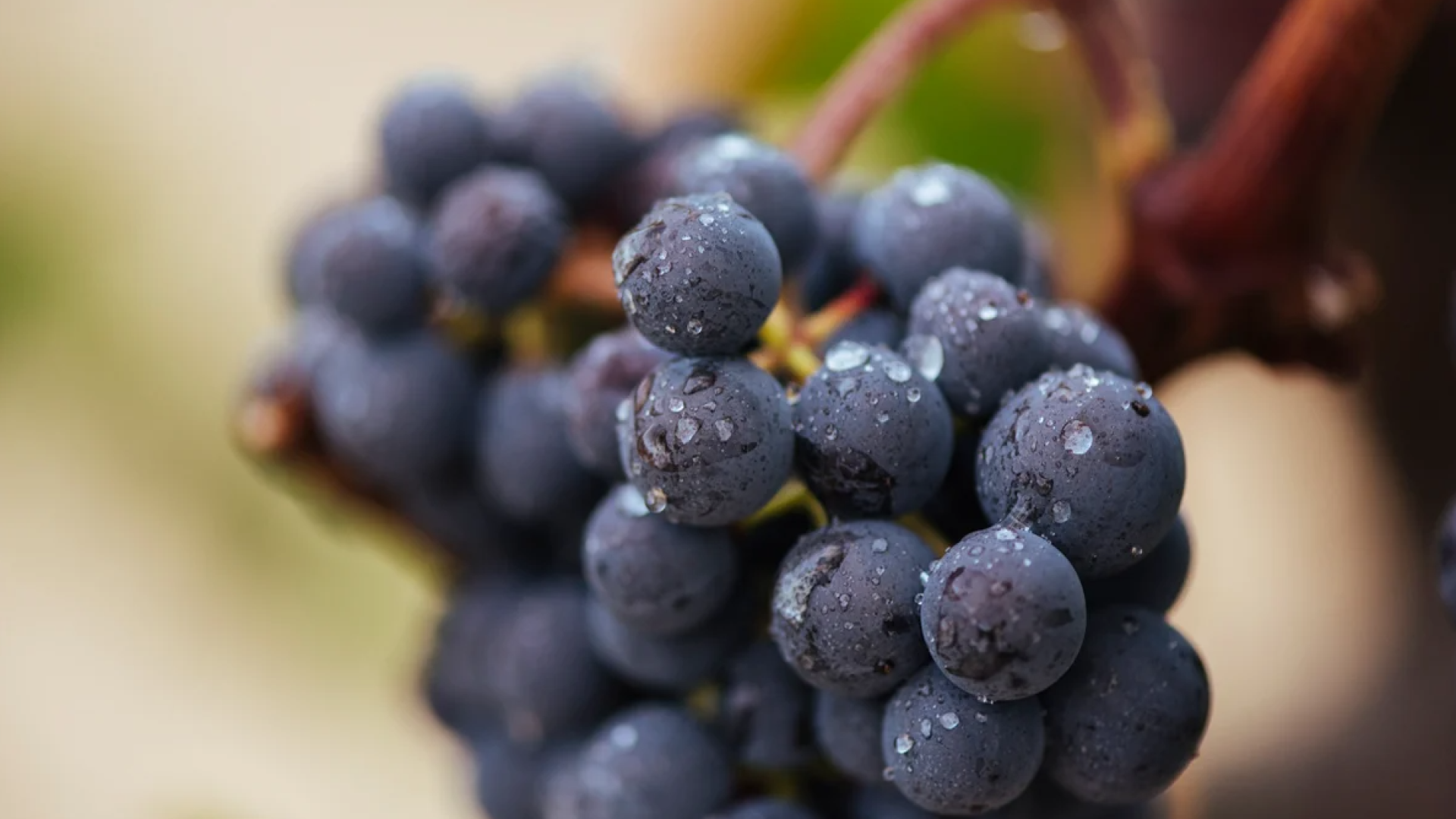 La cosecha 2025 de Rioja se corona como 