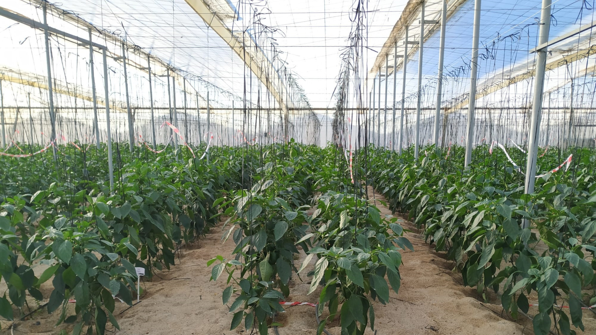 Bruselas va a eliminar el acuerdo con Marruecos para estos dos productos y la huerta de Almería se verá afectada: 2 millones de toneladas