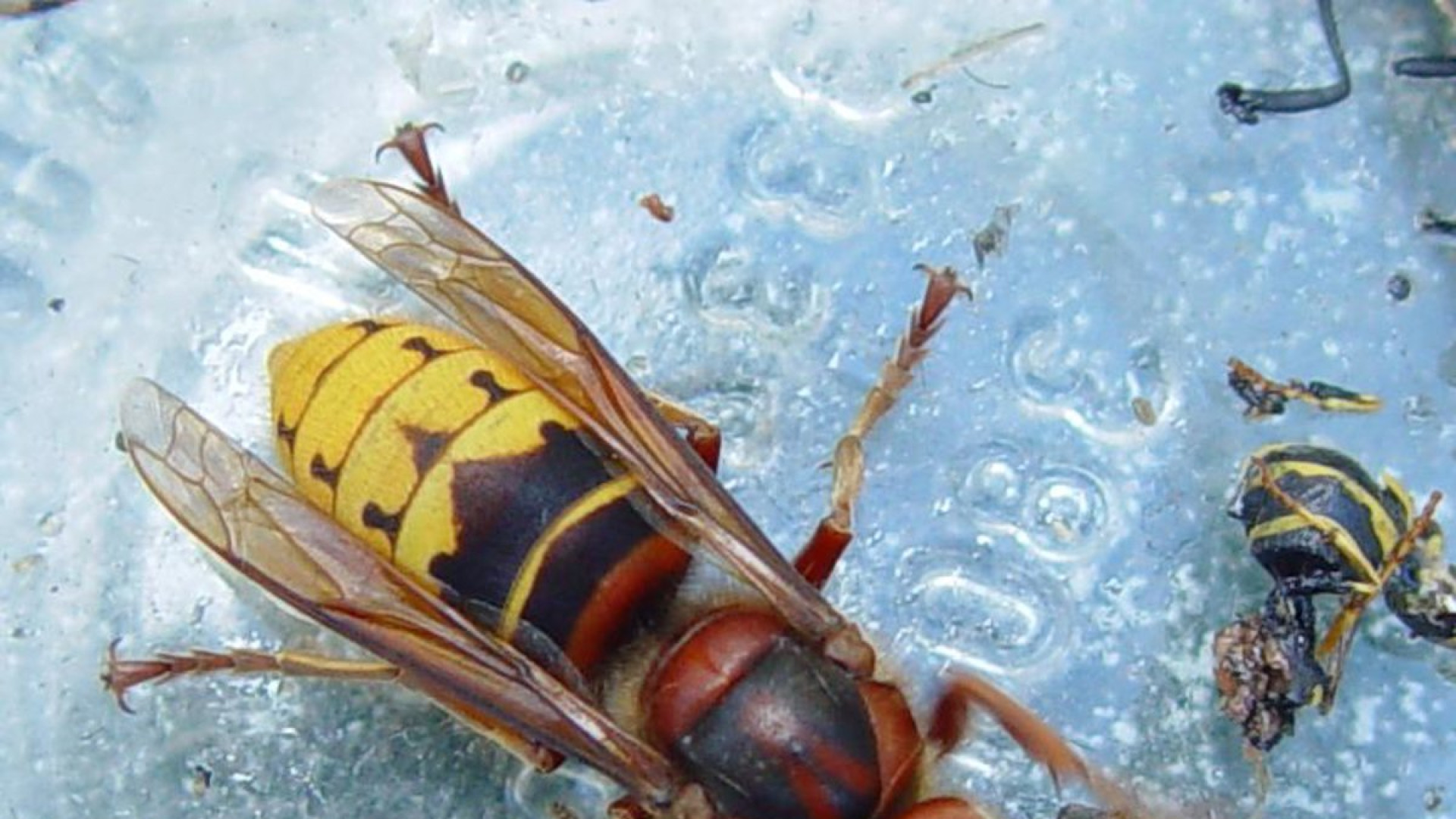 La avispa velutina se adelanta: este es el método para reducir la plaga un 75%