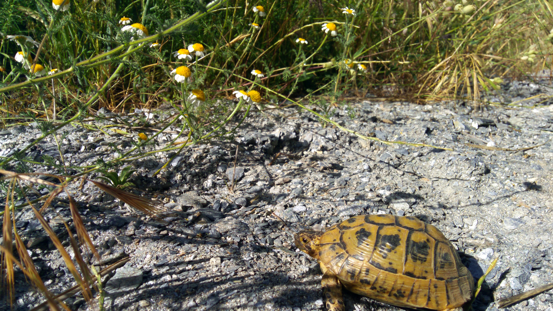 Científicos y voluntarios actualizan la población de la tortuga mora en Lorca