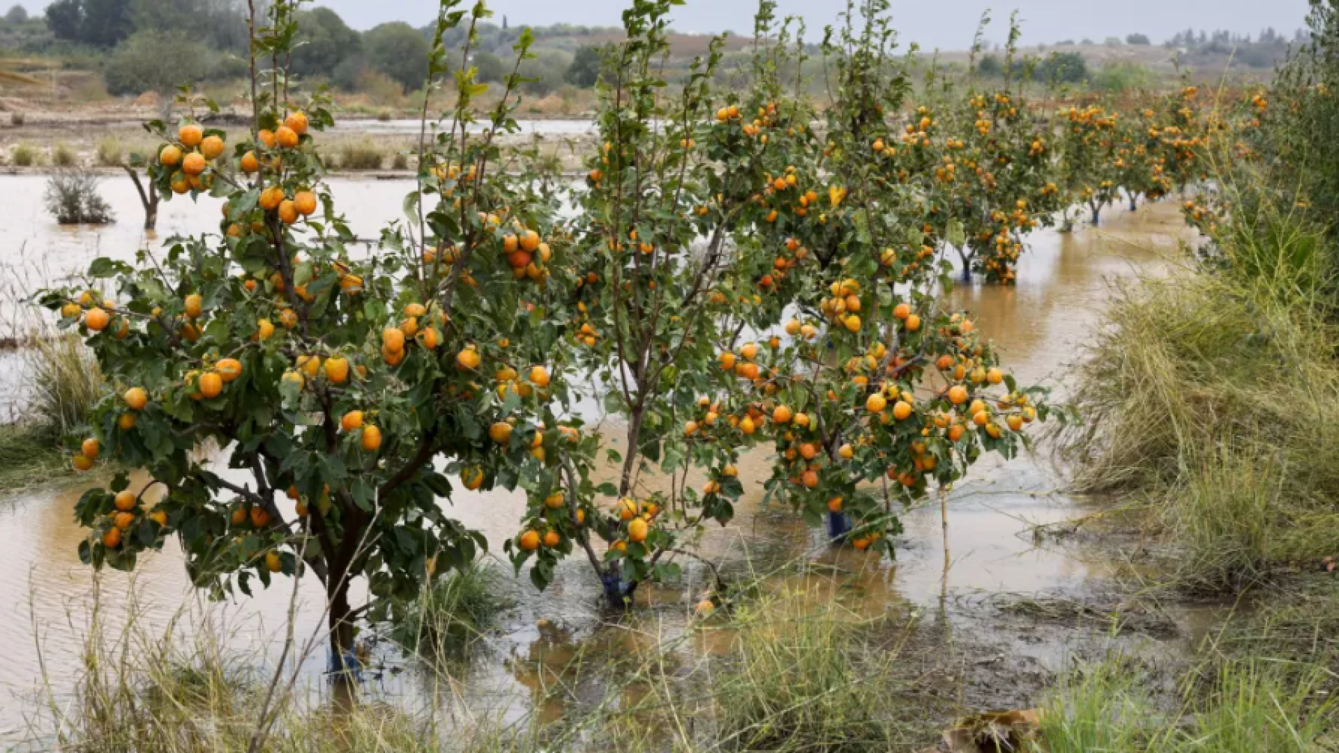 La lluvia regresa al campo alicantino como “una auténtica bendición” para cítricos y hortalizas