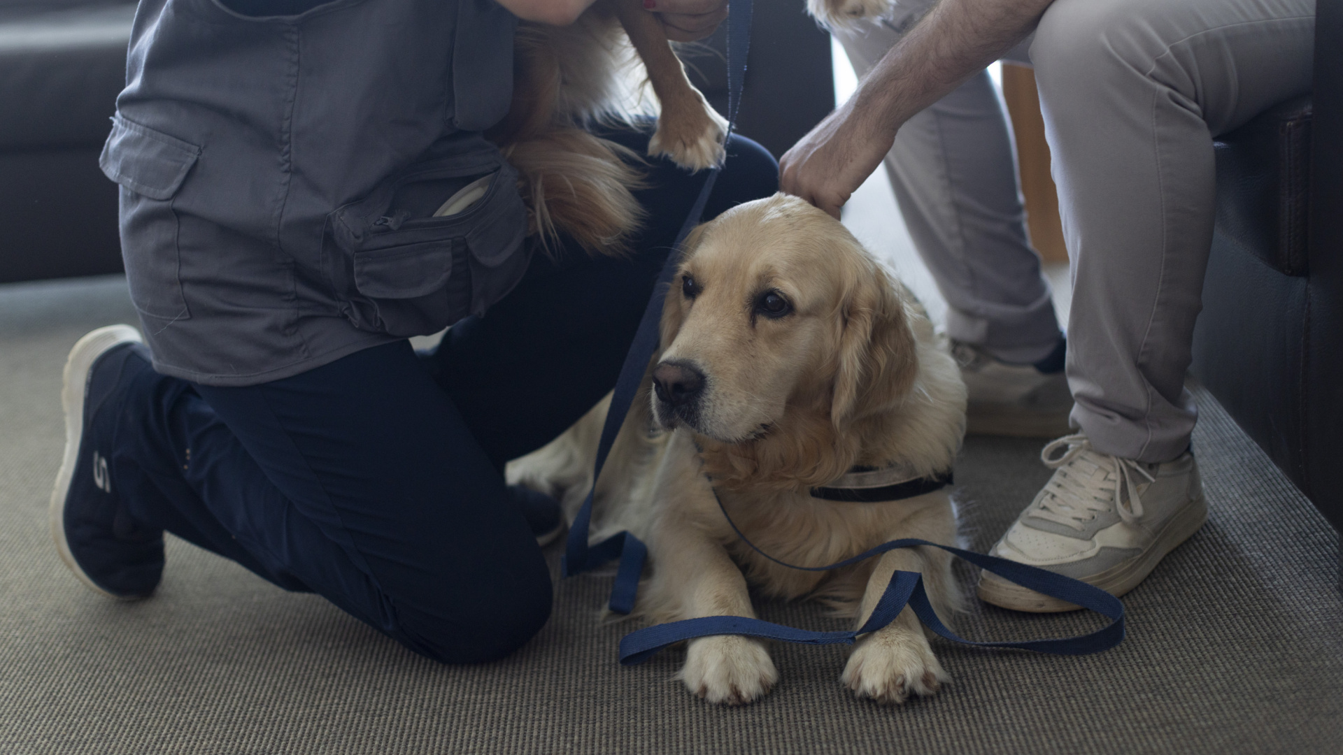 Una adiestradora de Asturias lleva a un perro a un centro de día y la respuesta de los mayores le saca una sonrisa: "Es increíble"