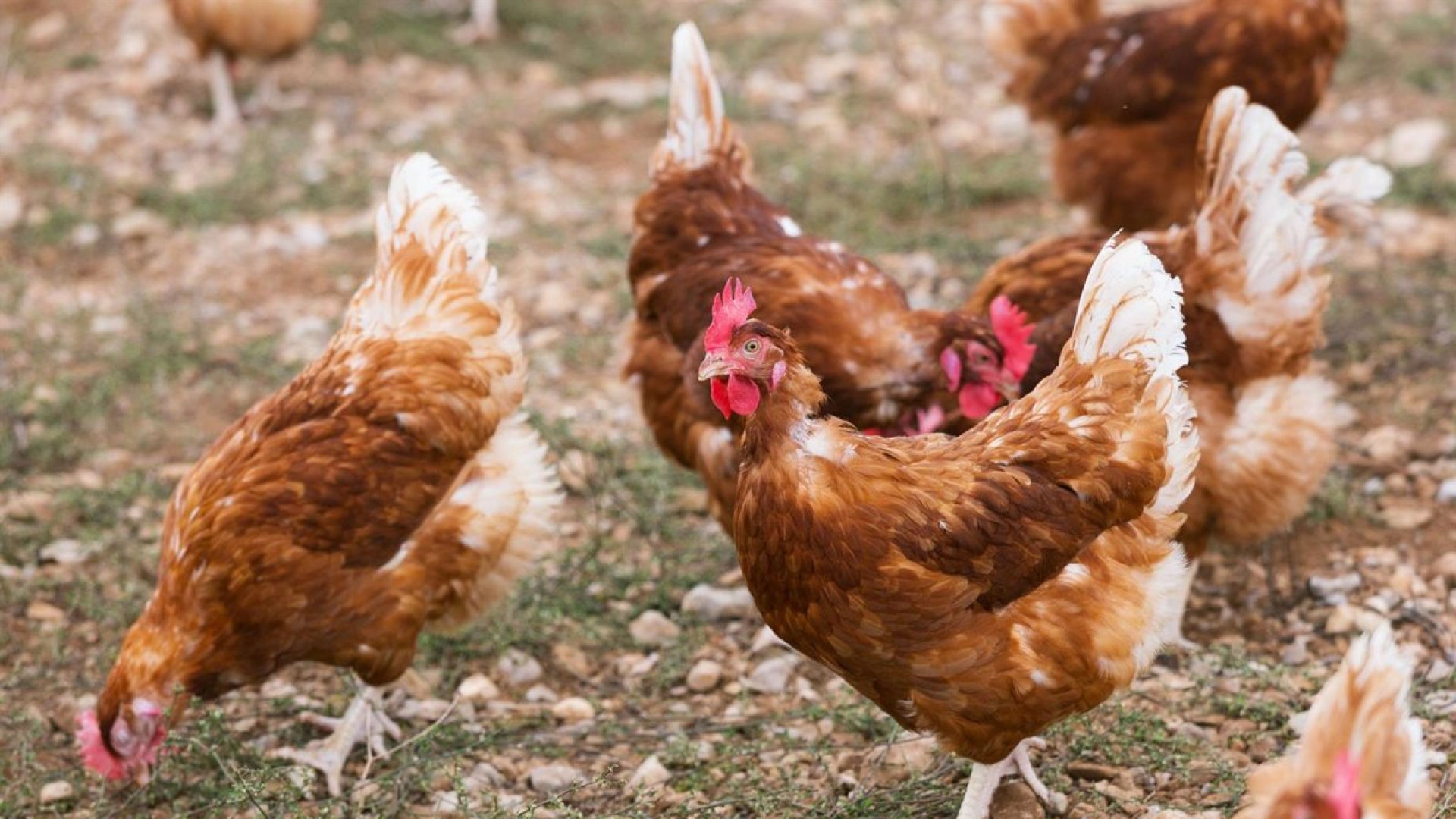 Galicia confina a sus aves de corral para blindarse contra la gripe aviar