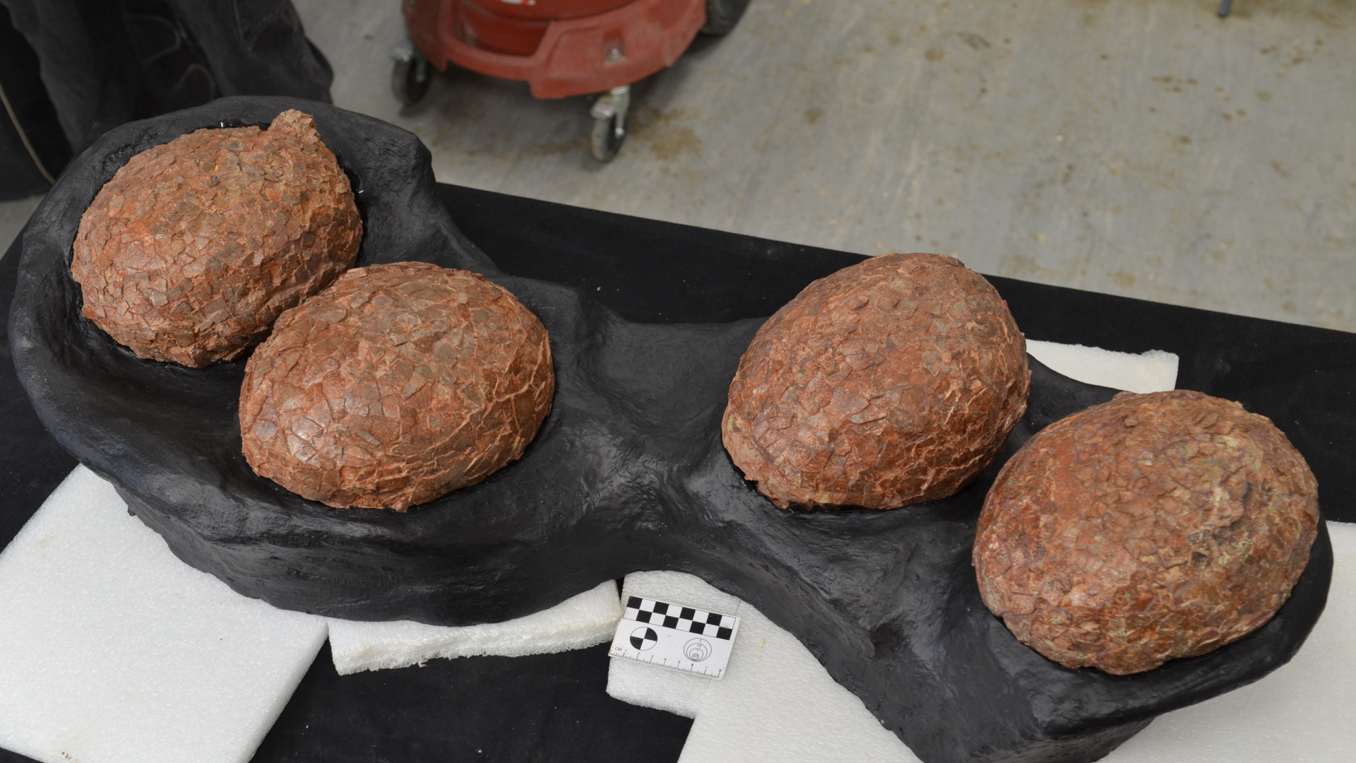 Un hallazgo excepcional revela los huevos más grandes de titanosaurio con 72 millones de años