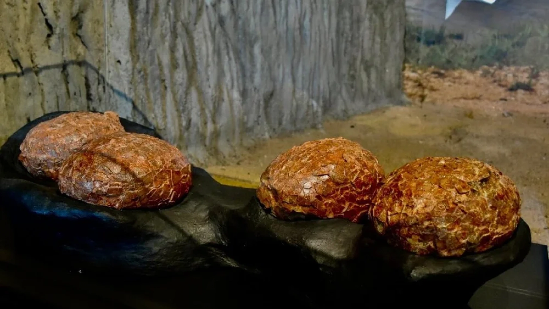 Huevos de titanosaurios de hace 72 millones de años hallados en Guadalajara se exponen en el MUPA