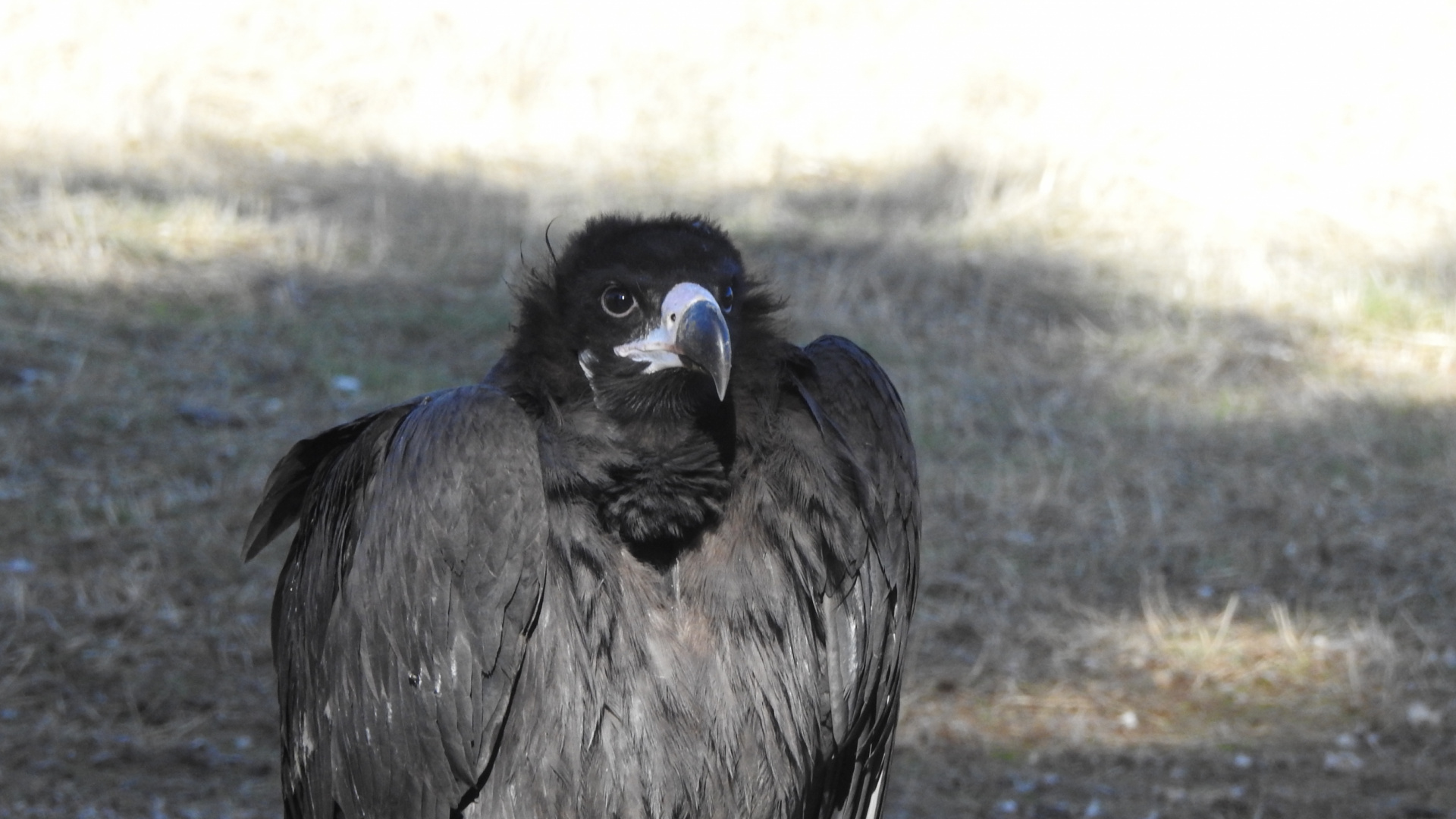 Iregua ya vuela: la increíble historia del buitre negro que sobrevivió a una caída de su nido en el monte riojano