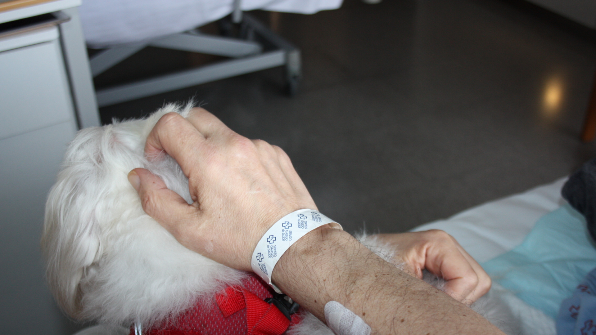 El hospital de A Coruña permitirá que pacientes de paliativos puedan estar con sus mascotas: "Son un miembro más de la familia"