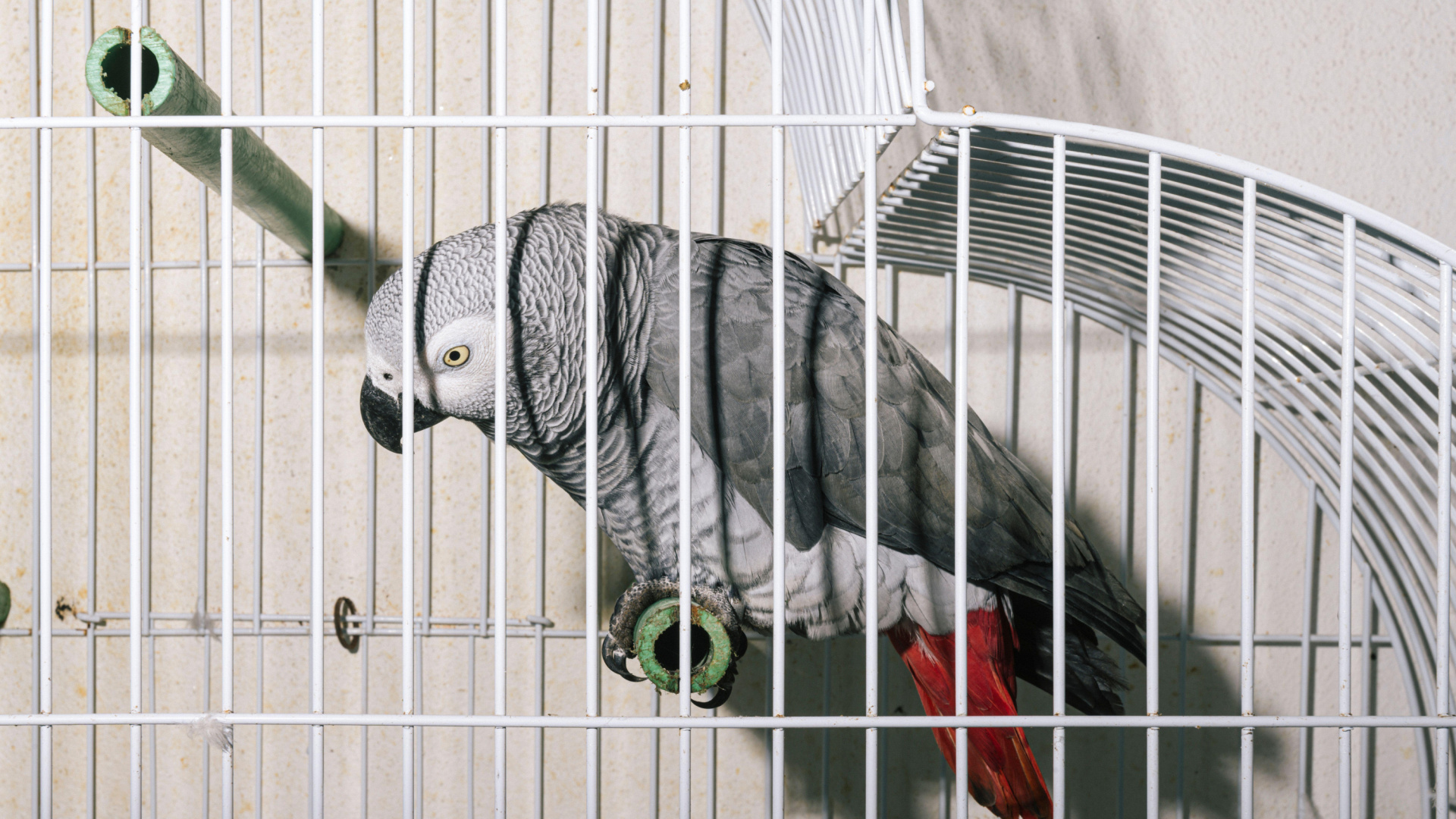 Dori, 75 años, después de que el Gobierno le haya expropiado a su loro Kiko: "Me han hecho llorar lo que no está escrito porque no me lo daban y me sentí impotente"