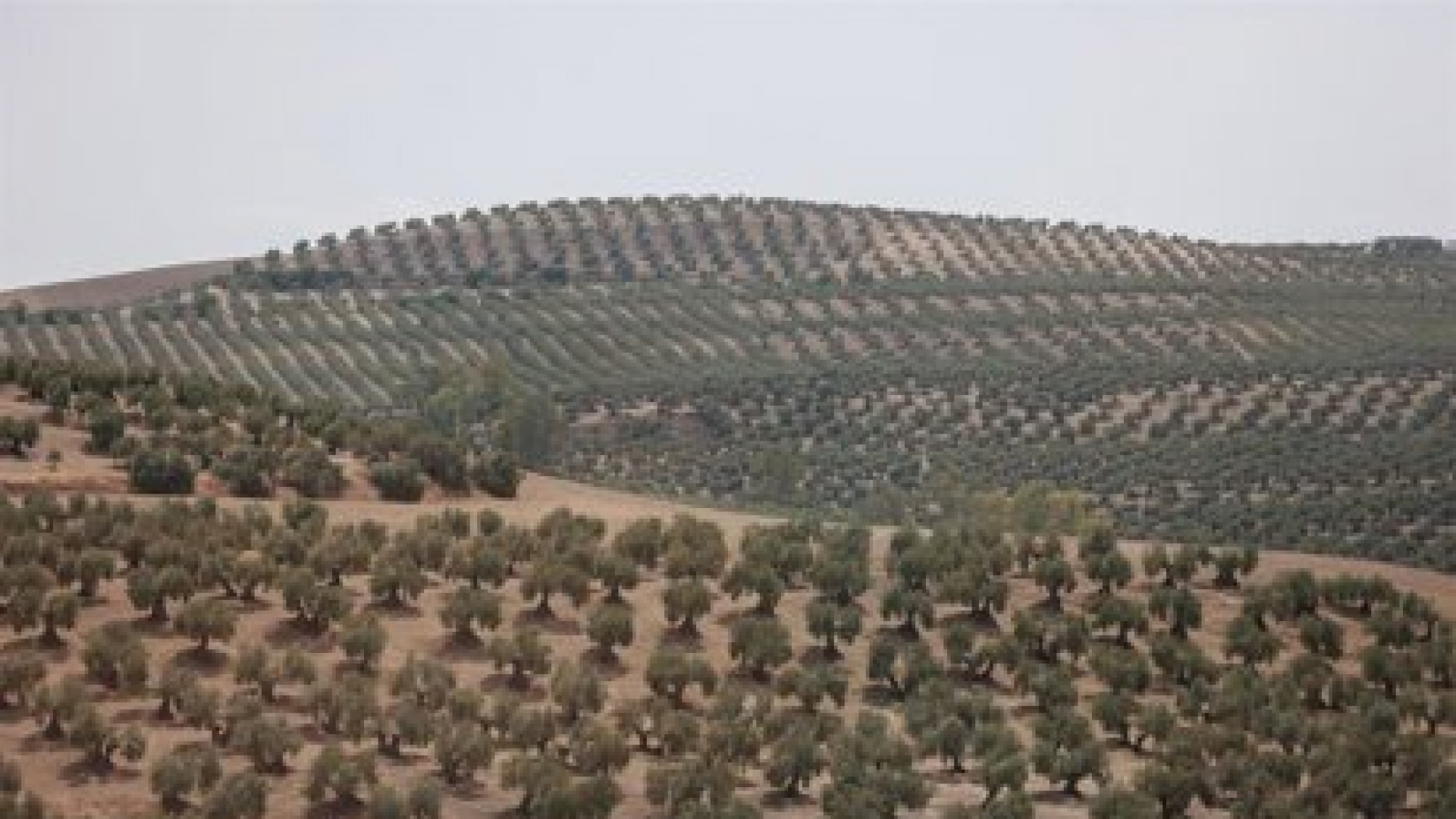 Luz verde a las ayudas por las plagas en Andalucía: un alivio "insuficiente para el campo"