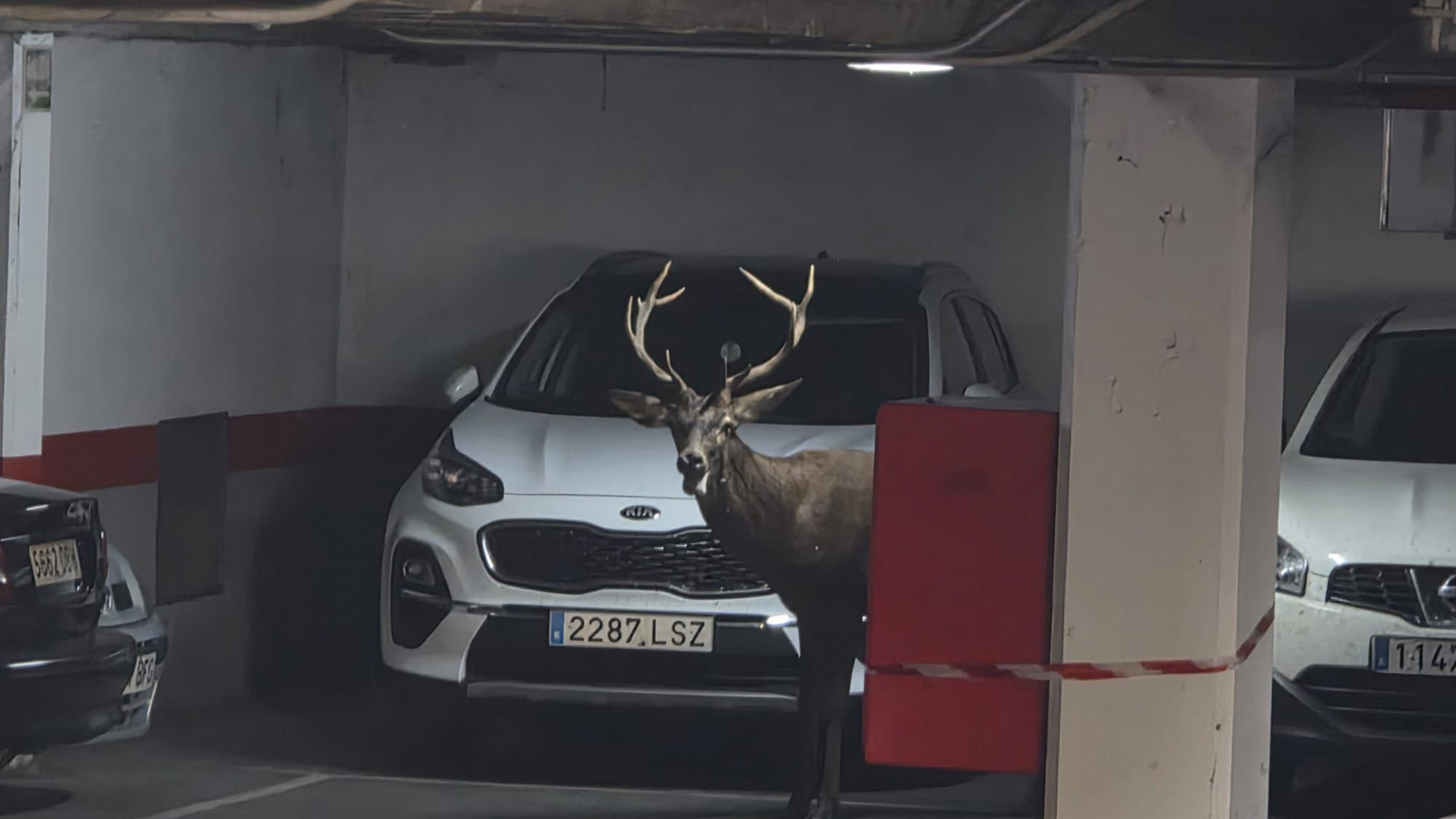 Tarde de locura en Zamora capital: un ciervo “de paseo” por el casco histórico acaba sedado en un parking