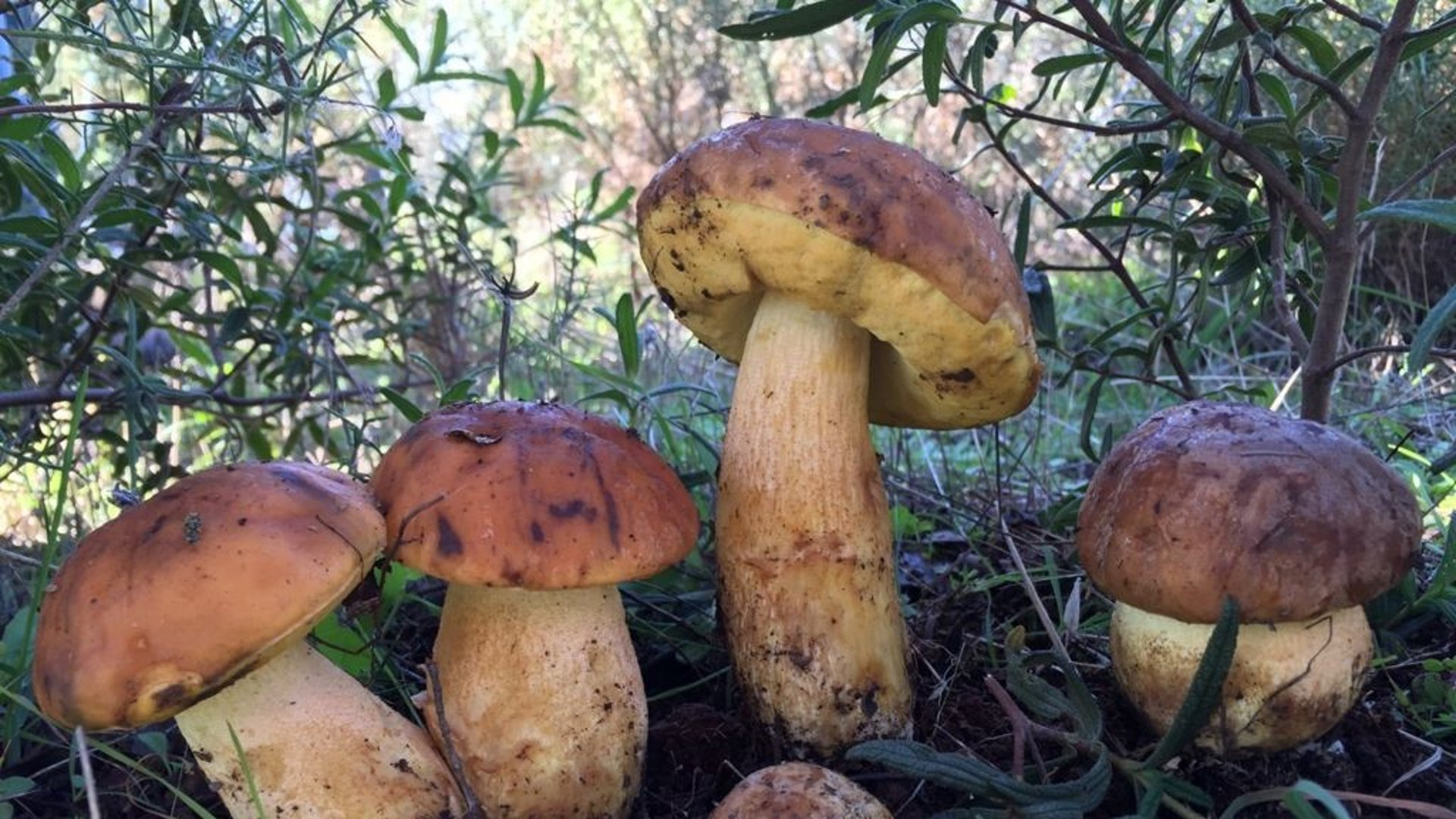 Los hongos, “internet del bosque”, protagonizan estos días la actividad de la Sociedad Micológica de Cantabria