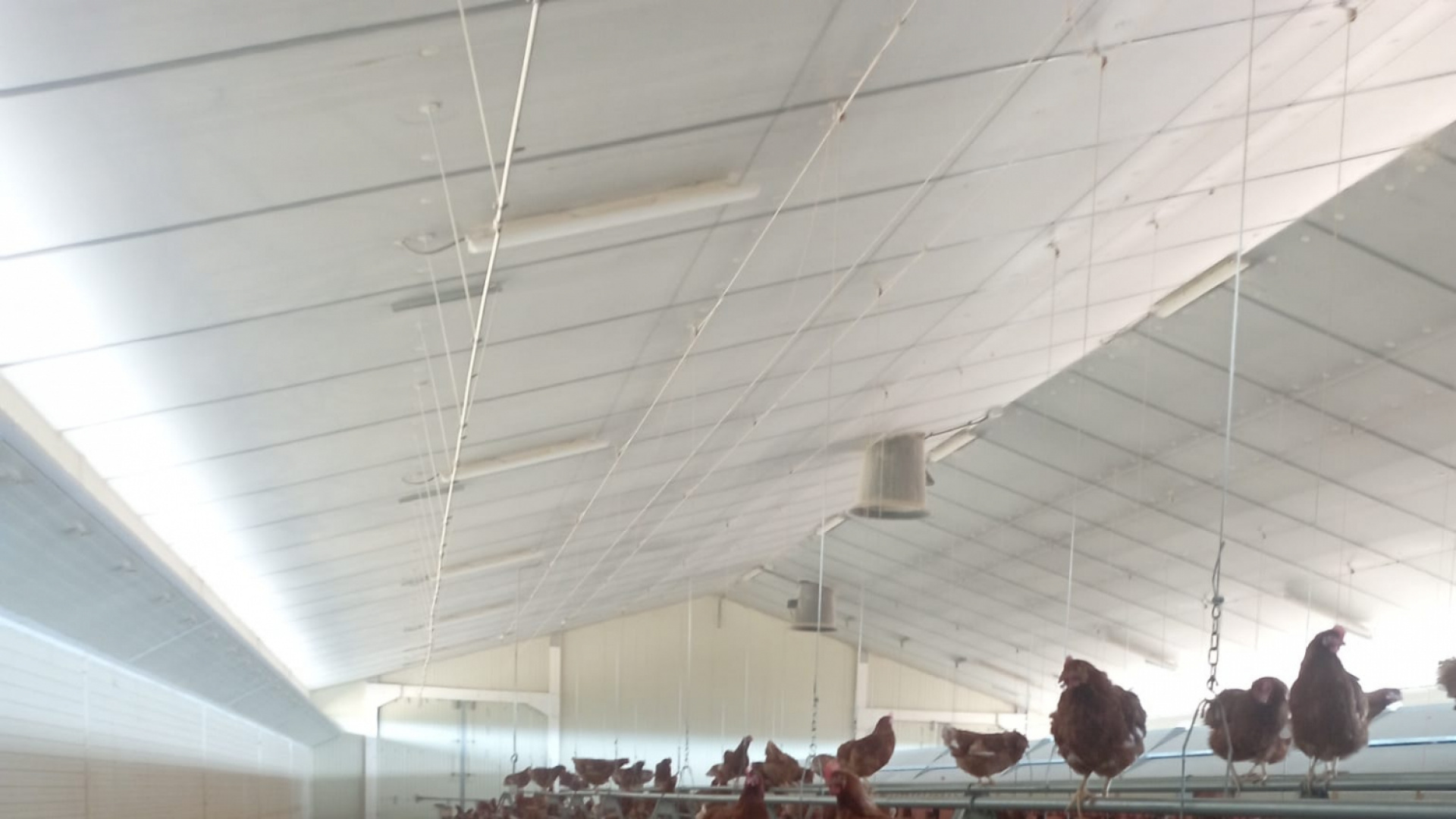 Esteban, granjero con 7.500 gallinas camperas: "Están estresadas por la gripe aviar; si pasan 4 meses confinadas, terminará notándose en la producción"