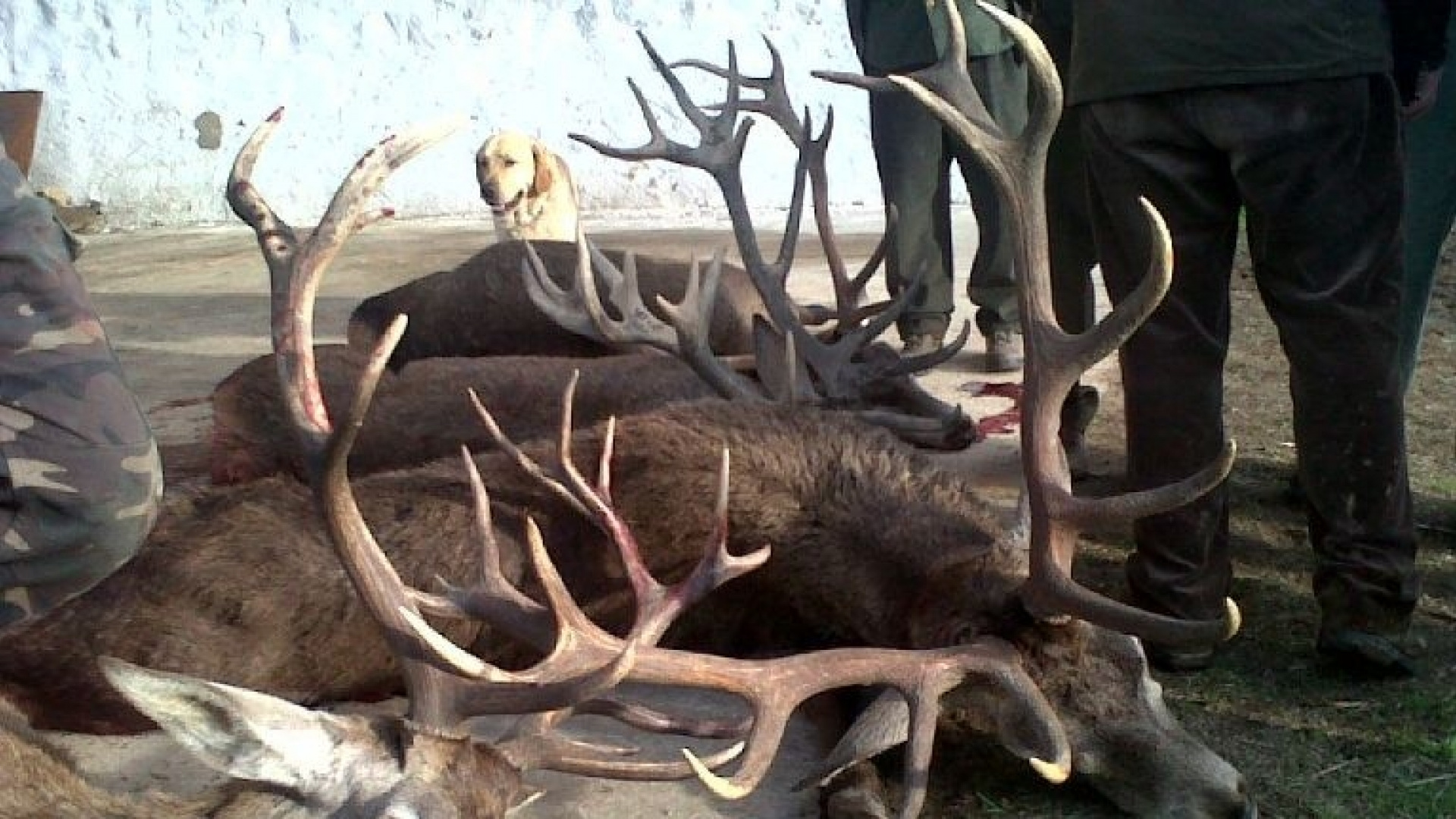 Los veterinarios alertan del riesgo de la figura del cazador formado. "20 horas de formación online no habilitan para detectan enfermedades graves"