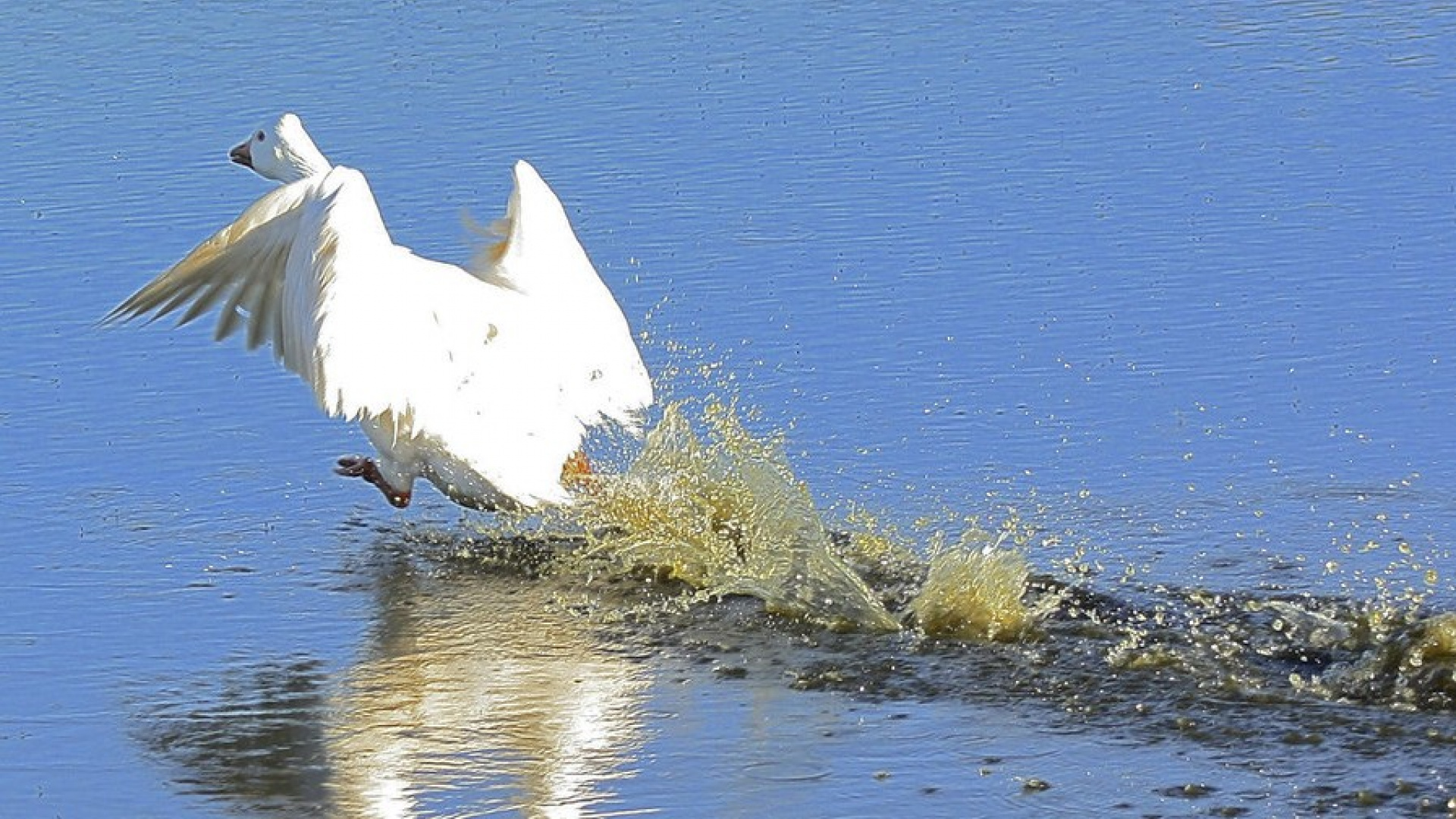 El alcalde de Badajoz pide mantener la distancia con los patos del Guadiana y de Castelar por la gripe aviar