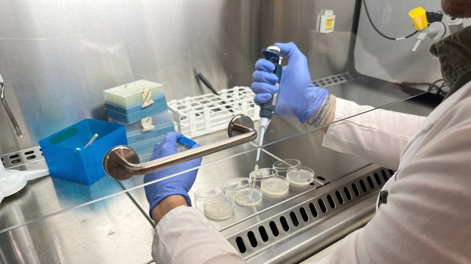 Un grupo de científicos descubren las células inmunitarias que frenan el envejecimiento: así mantienen el cuerpo joven y previenen enfermedades