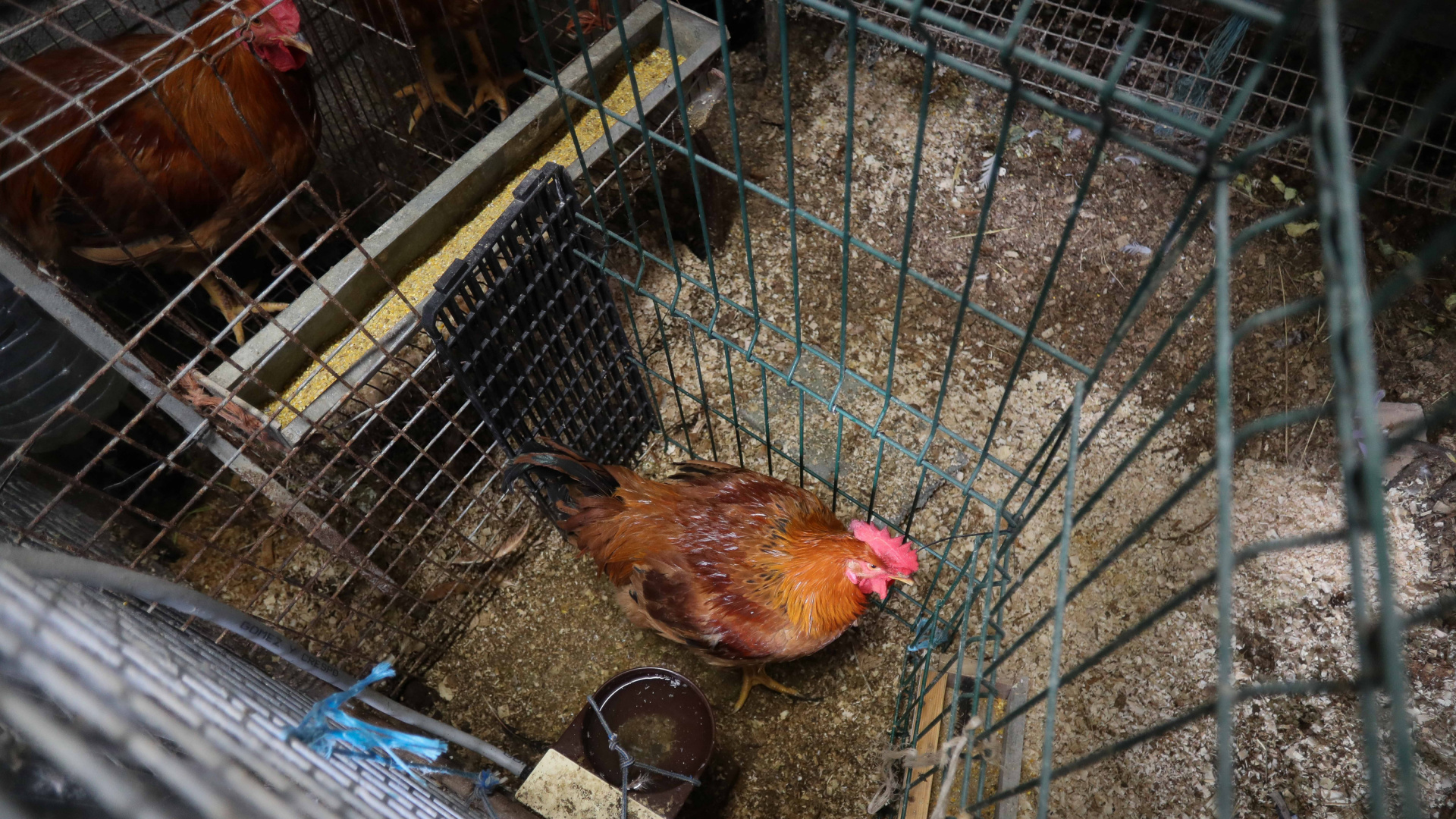 Baleares esquiva el confinamiento total de aves y adapta las medidas contra la gripe aviar