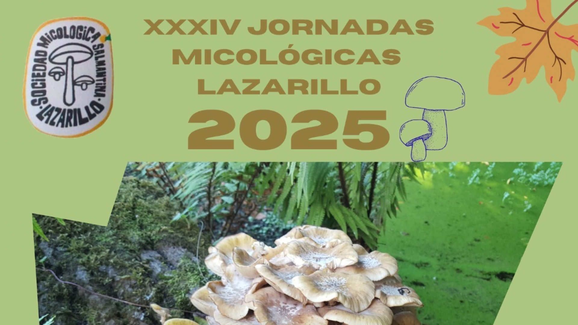 Los aficionados a las setas en Salamanca participarán el fin de semana en las Jornadas Micológicas Lazarillo