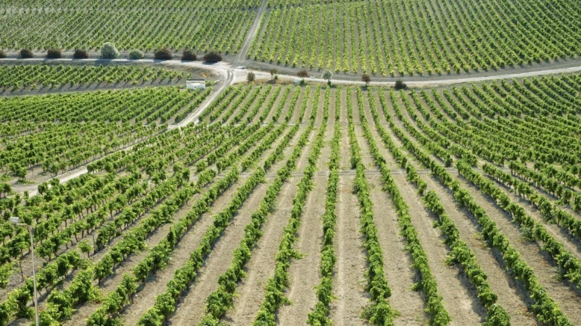 ASAJA informa sobre la activación por parte de la Junta de un plan de rescate de 22,5 millones para el viñedo y el ganado