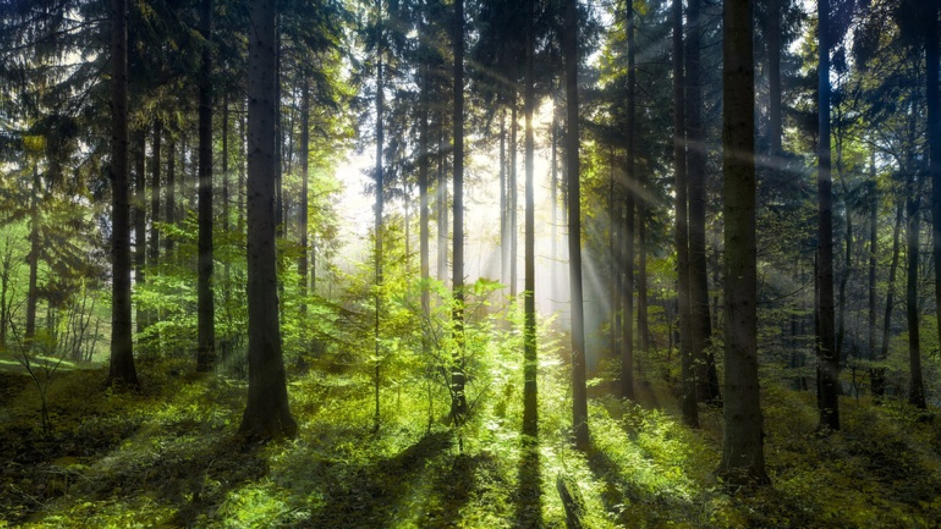 Cataluña acumula riqueza en sus bosques mientras solo explota un tercio de su potencial