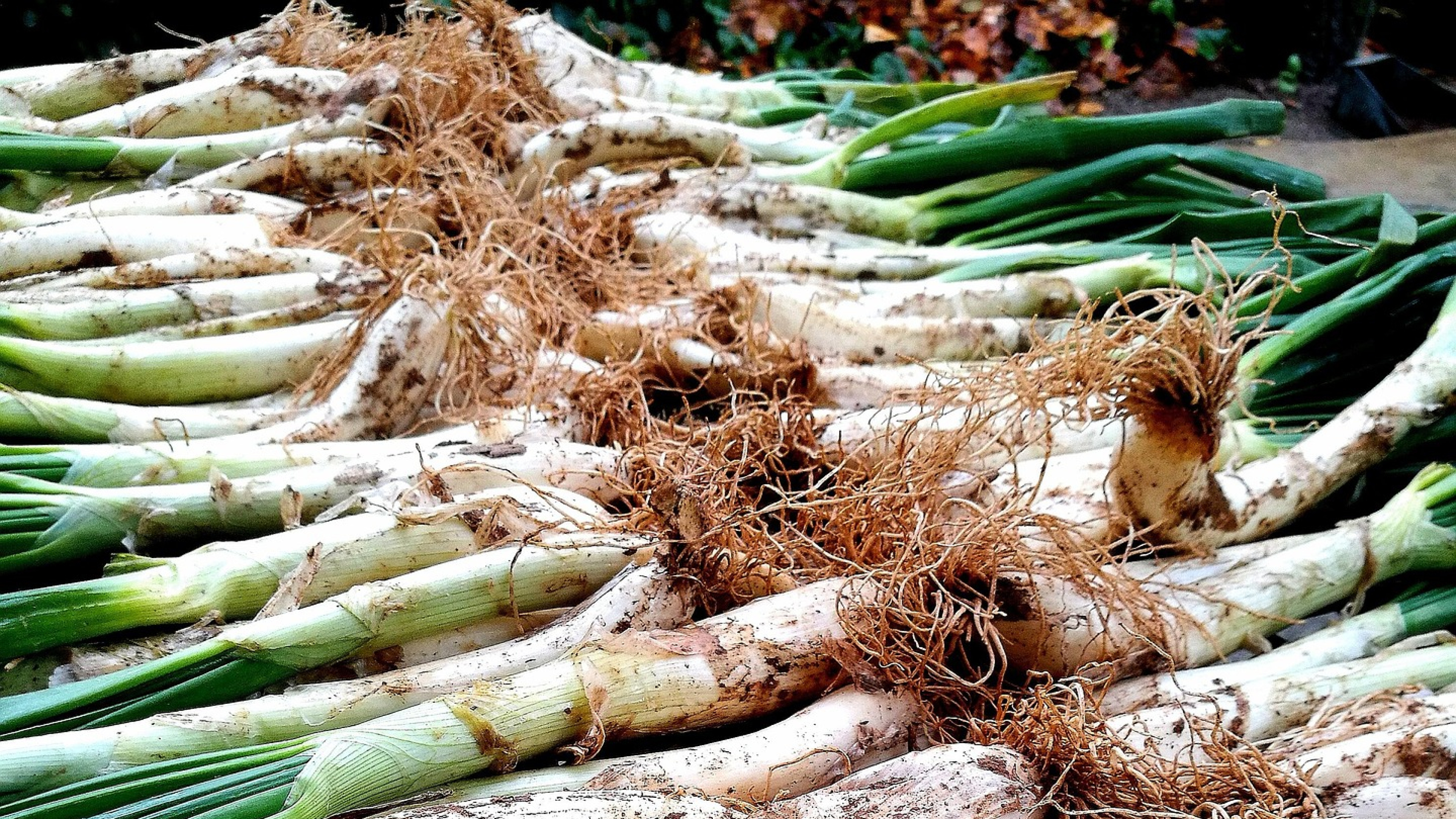 Nace la app Calçot, la aplicación definitiva para los amantes de los calçots