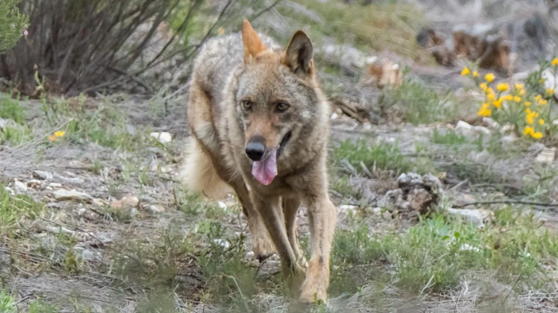 El lobo ataca de nuevo en Asturias a 250 metros de un colegio y reaviva la tensión en el campo: 