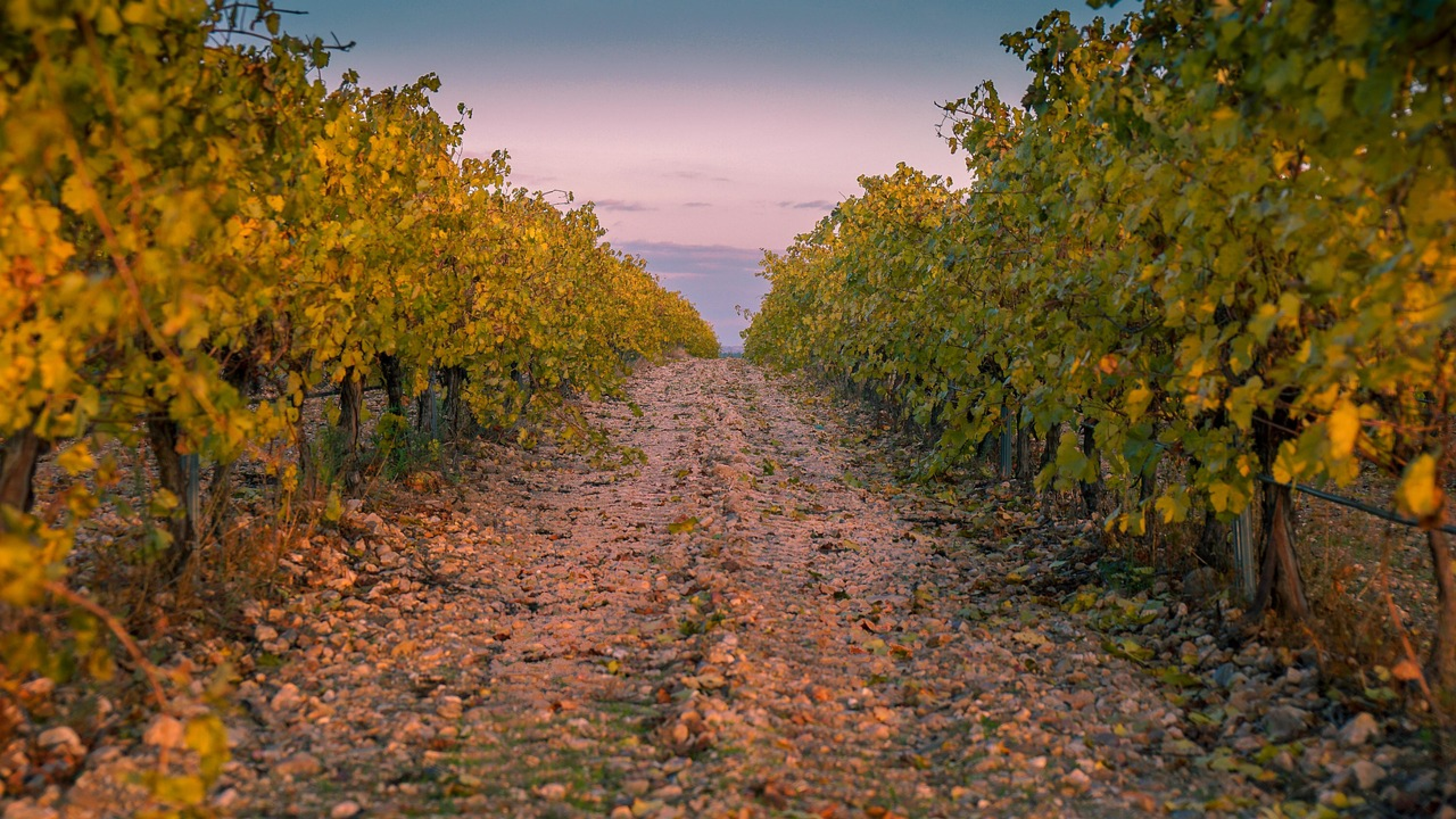 "El agua en invierno es positiva": la otra cara de las lluvias récord en las viñas de la provincia de Valladolid