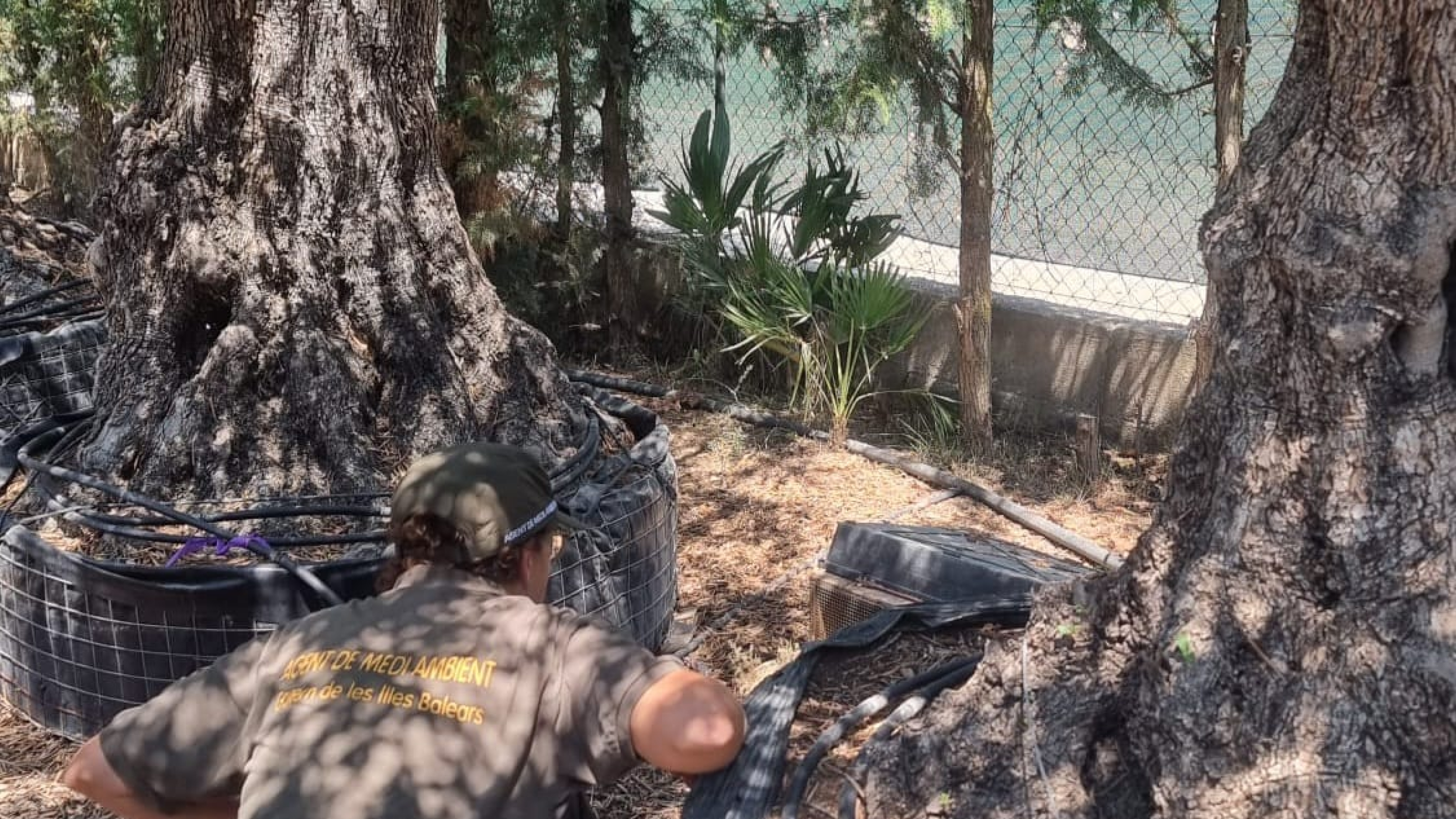 Baleares intensifica el control de serpientes en viveros para proteger a la lagartija endémica