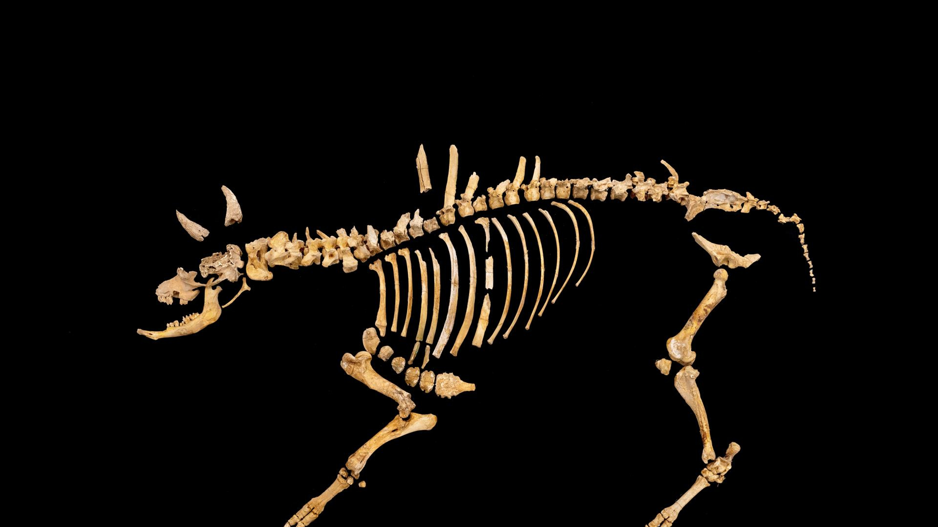 Hallan en Navarra el esqueleto de un bisonte de 4.000 años único en la Península Ibérica