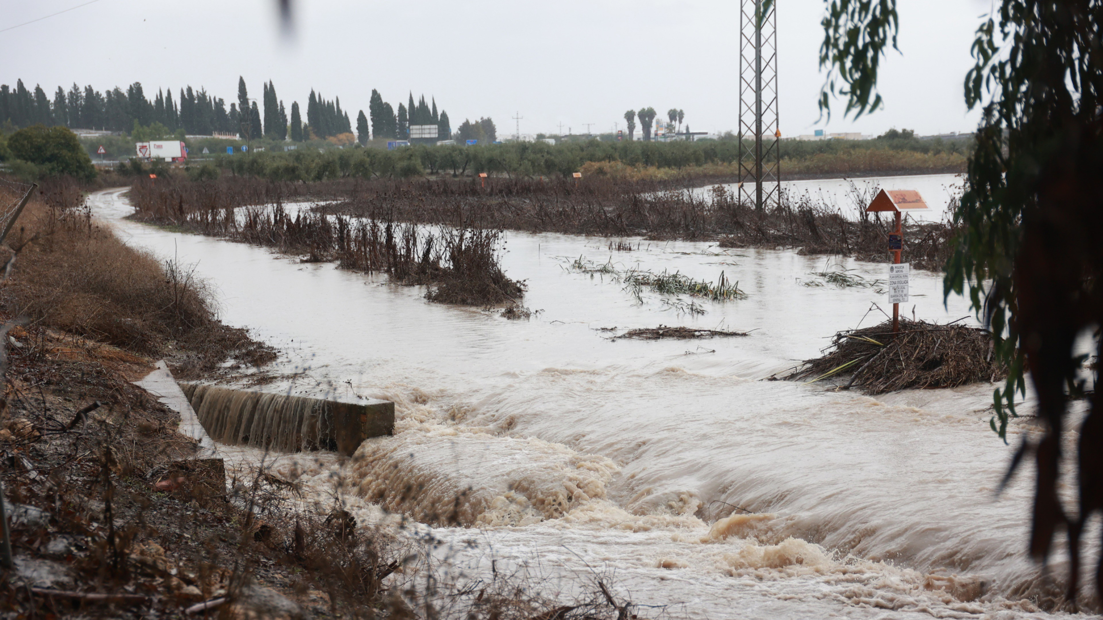 Estos son los cultivos sevillanos que mayor descalabro han sufrido con el tren de borrascas: "Grandes daños"
